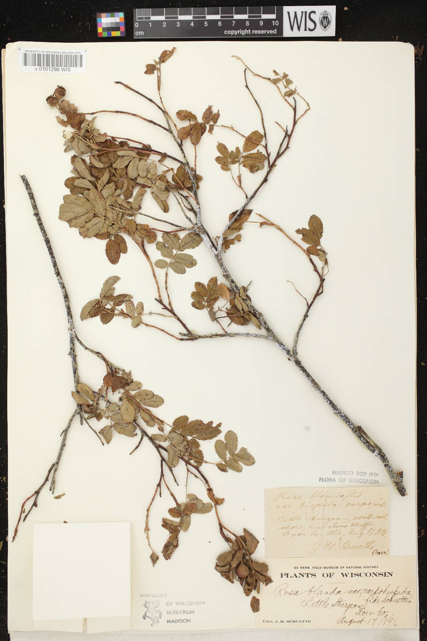 Rosa blanda image