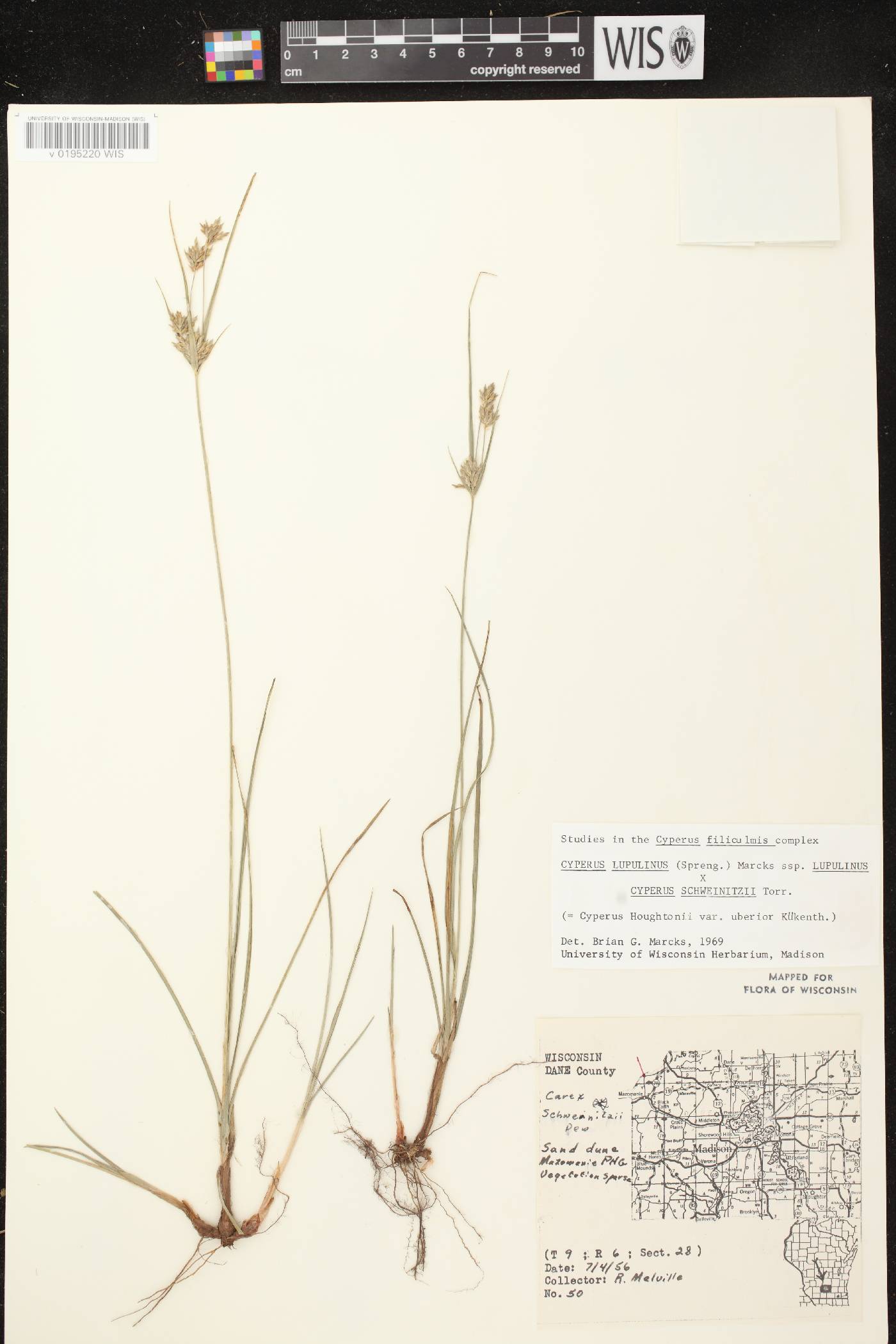 Cyperus X mesochorus image