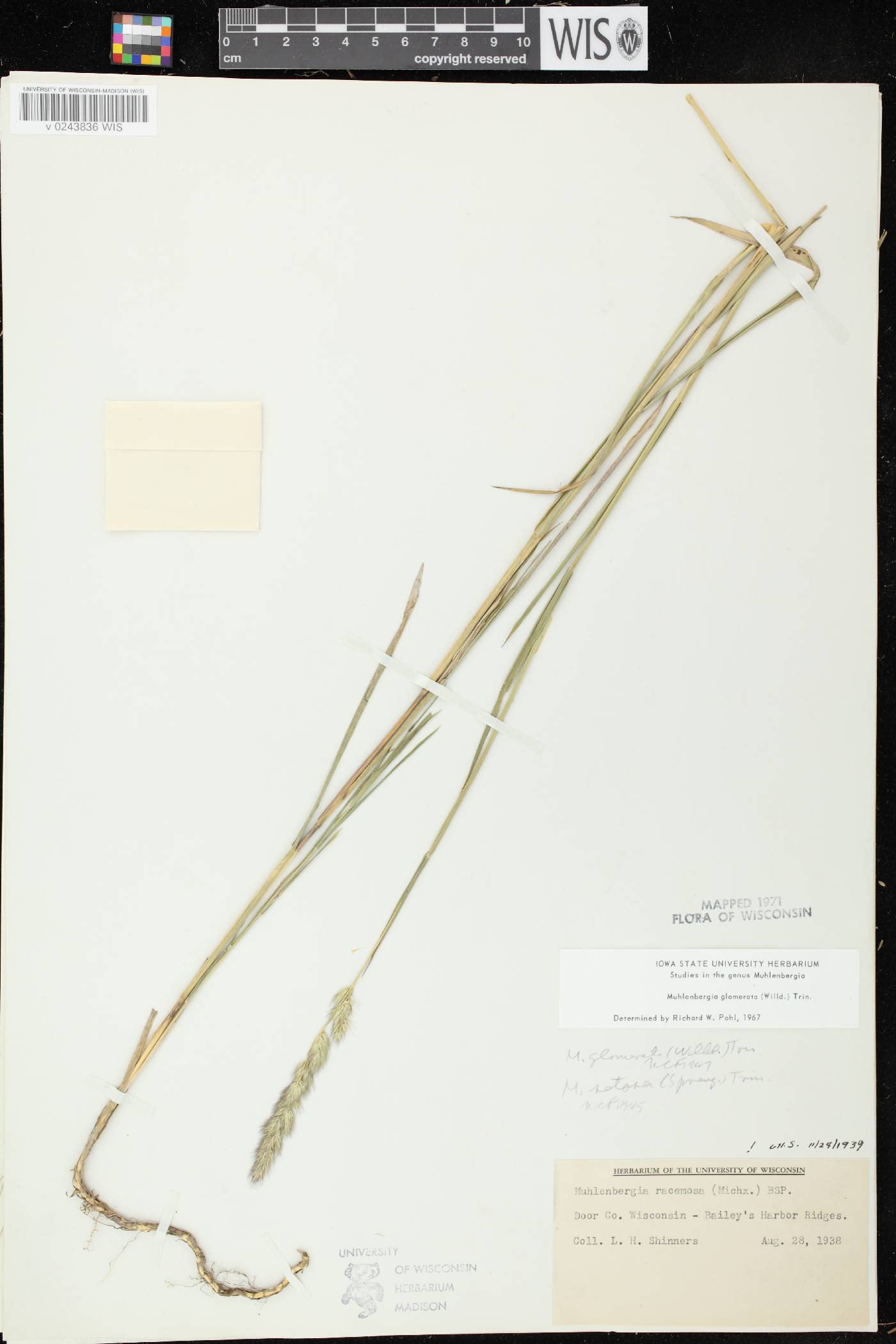 Muhlenbergia glomerata image