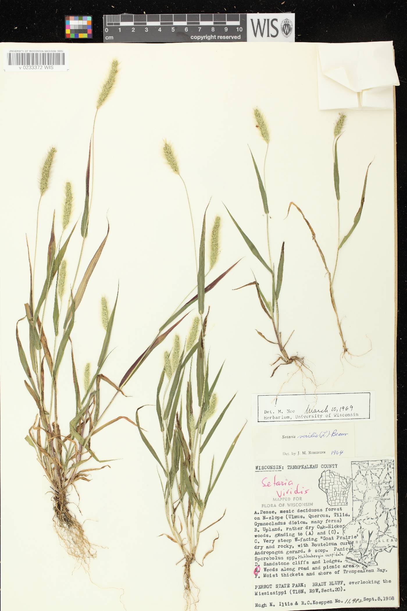Setaria viridis var. viridis image