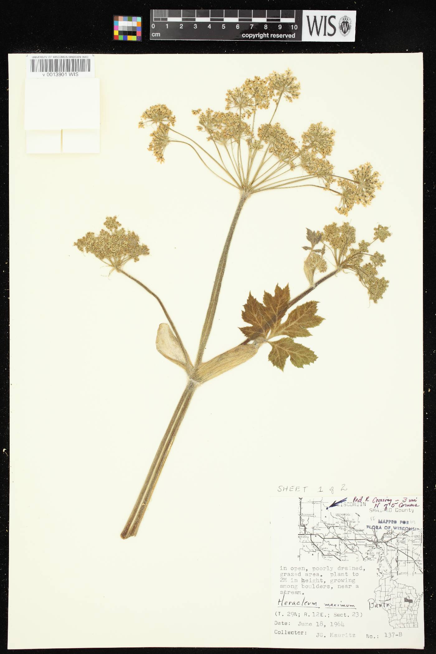 Heracleum maximum image
