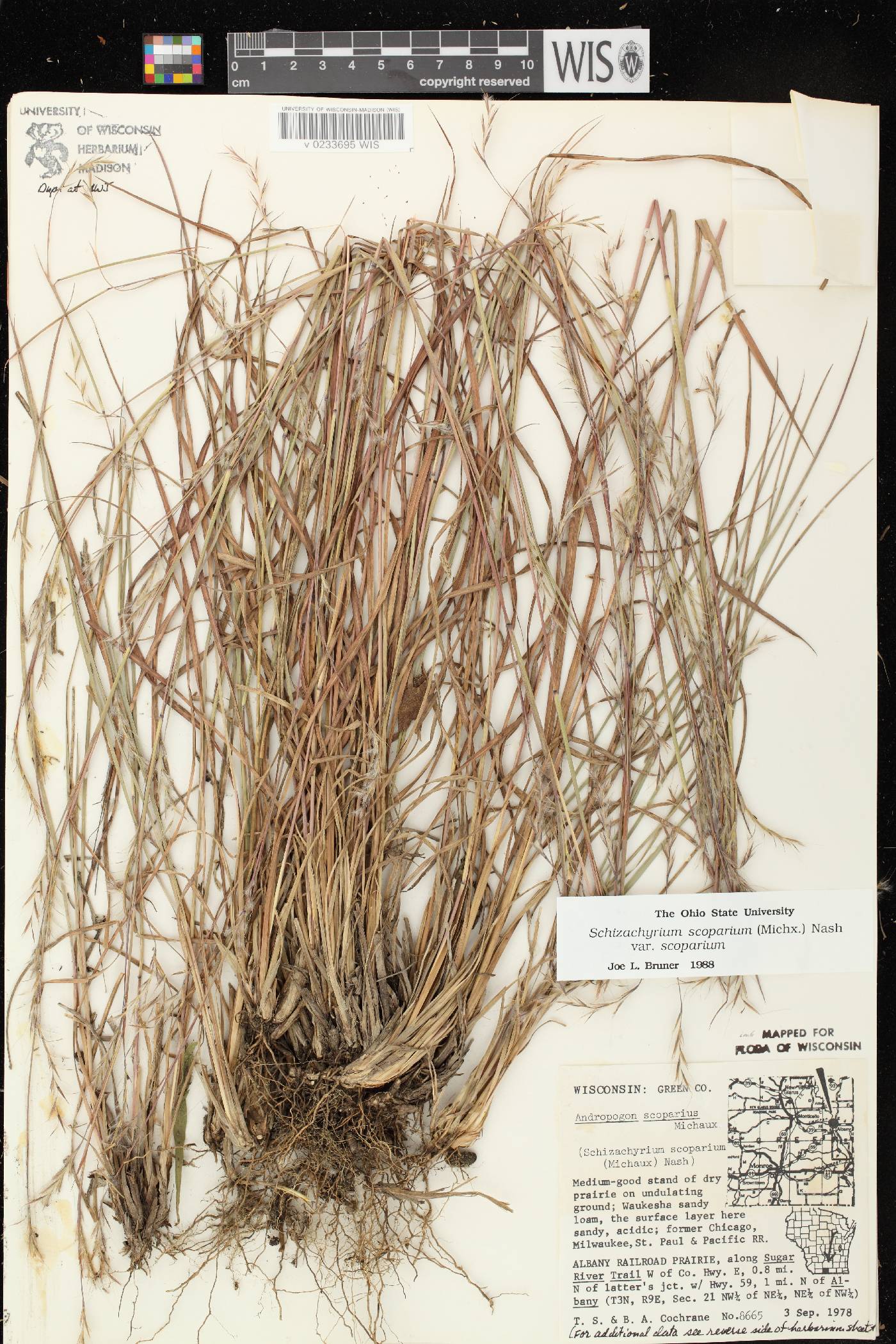 Schizachyrium scoparium var. scoparium image