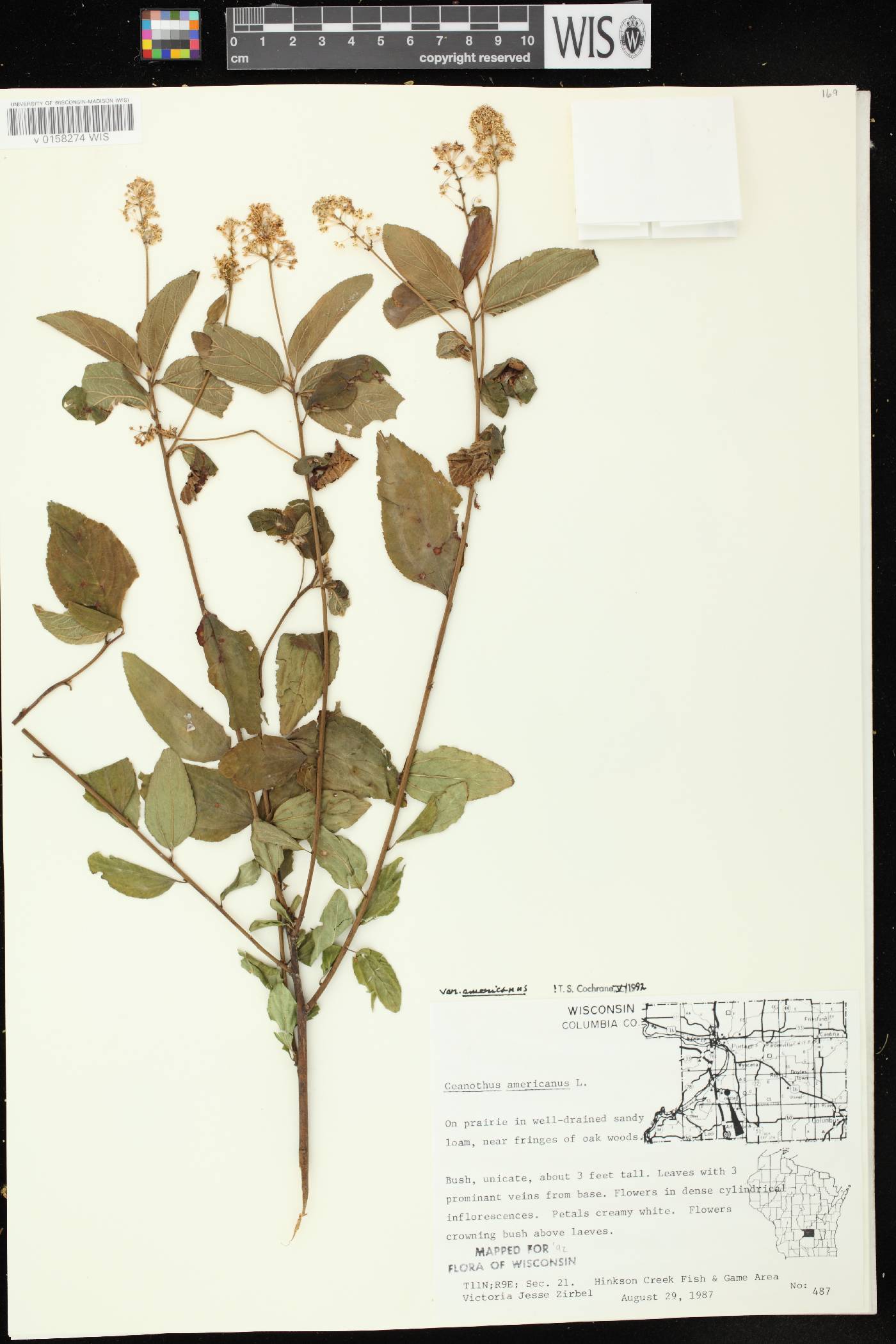 Ceanothus americanus image