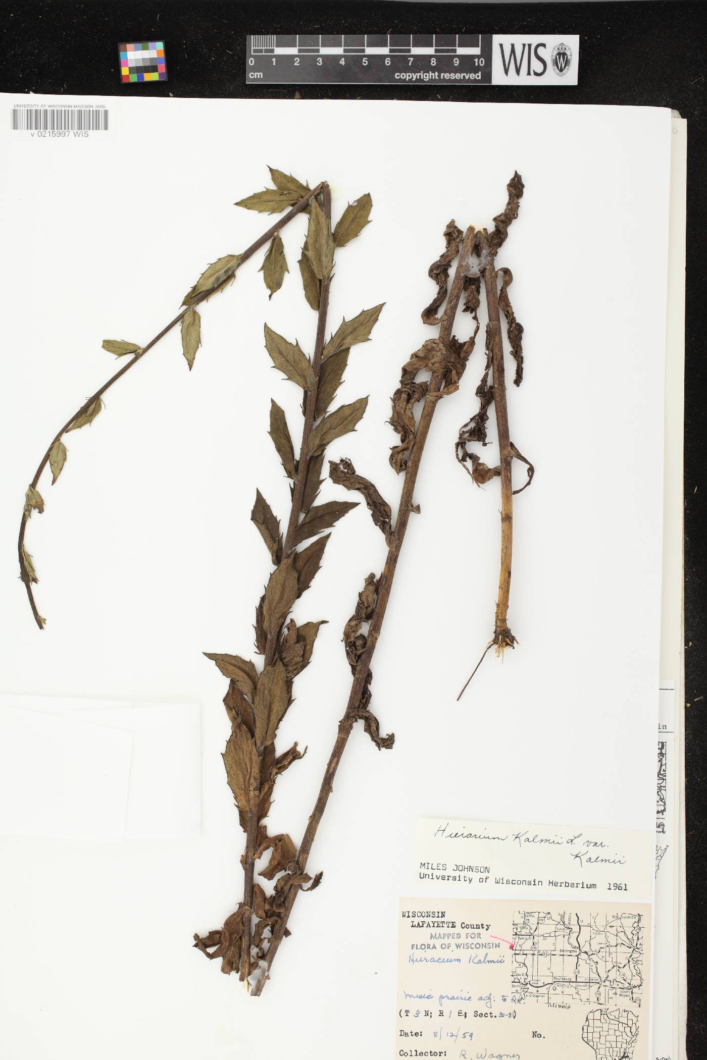 Hieracium umbellatum image