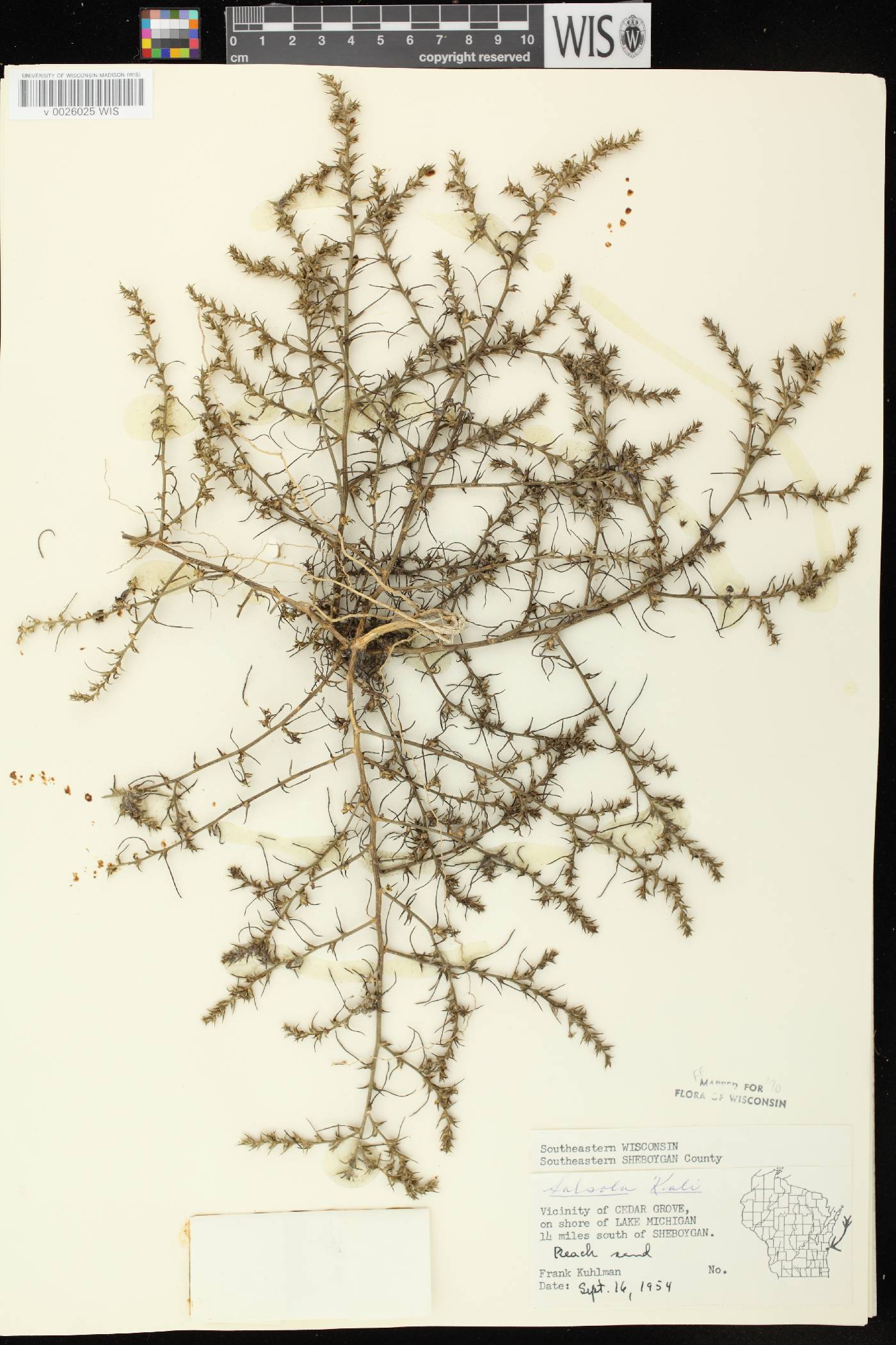 Salsola tragus image