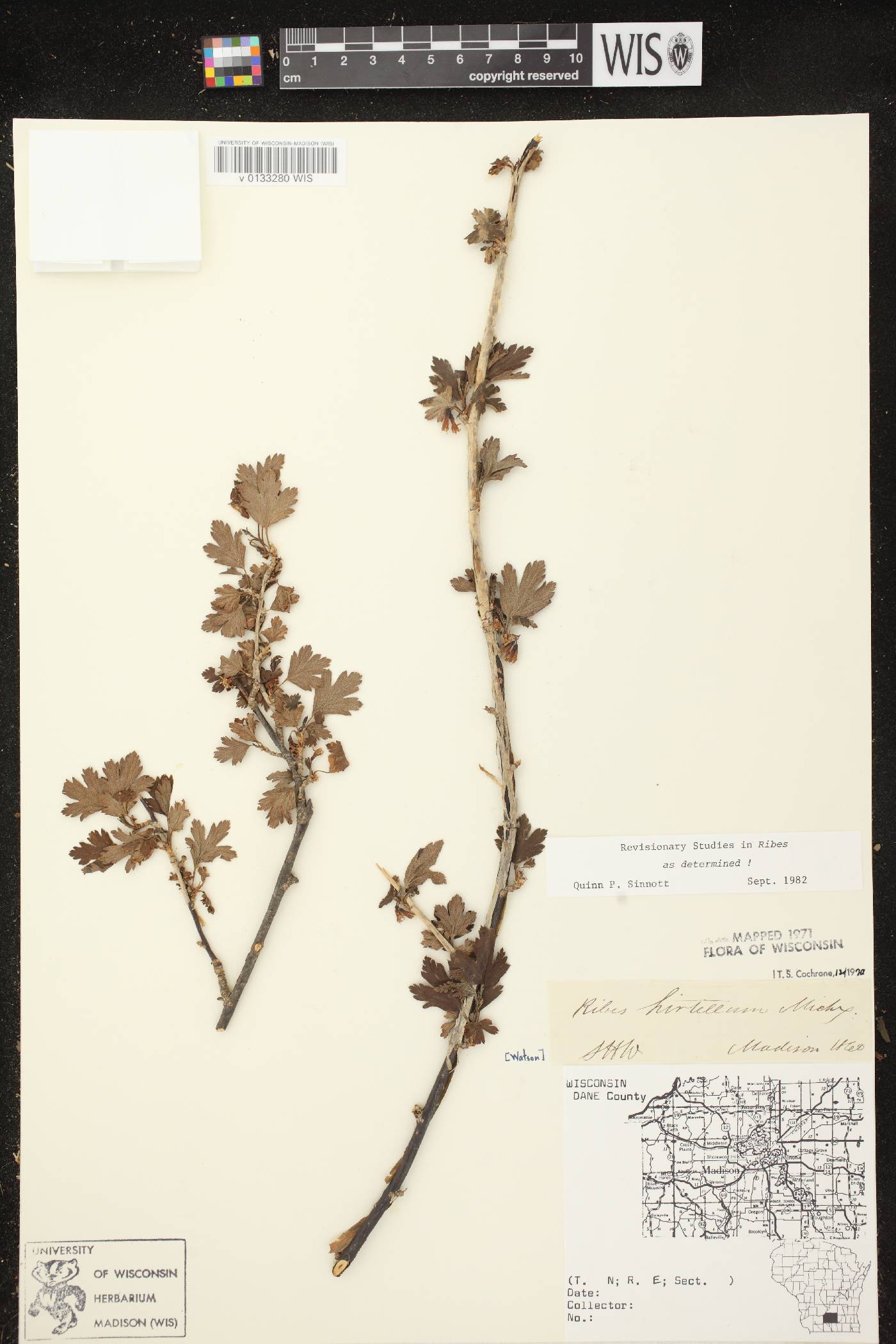 Ribes hirtellum image