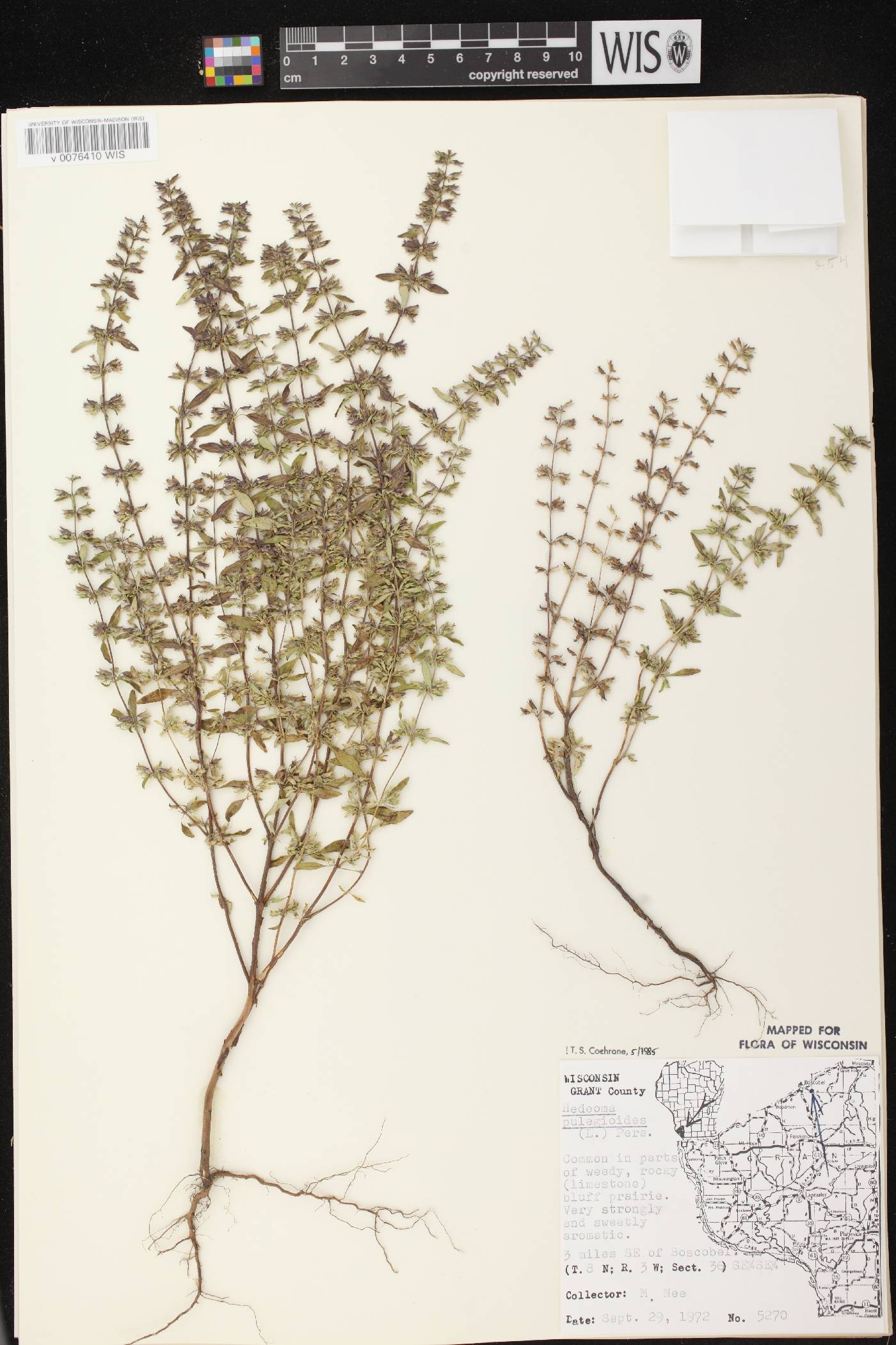 Hedeoma pulegioides image