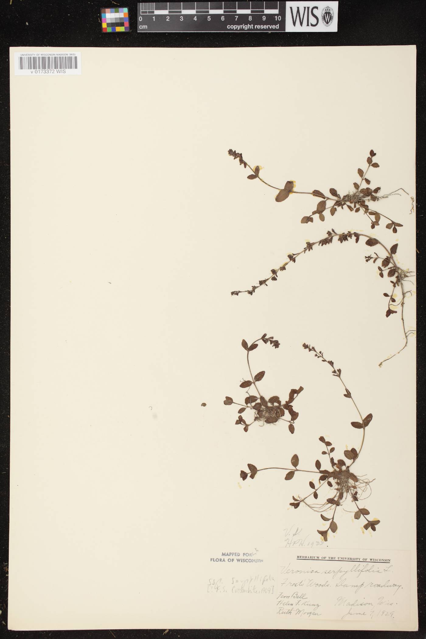 Veronica serpyllifolia subsp. serpyllifolia image