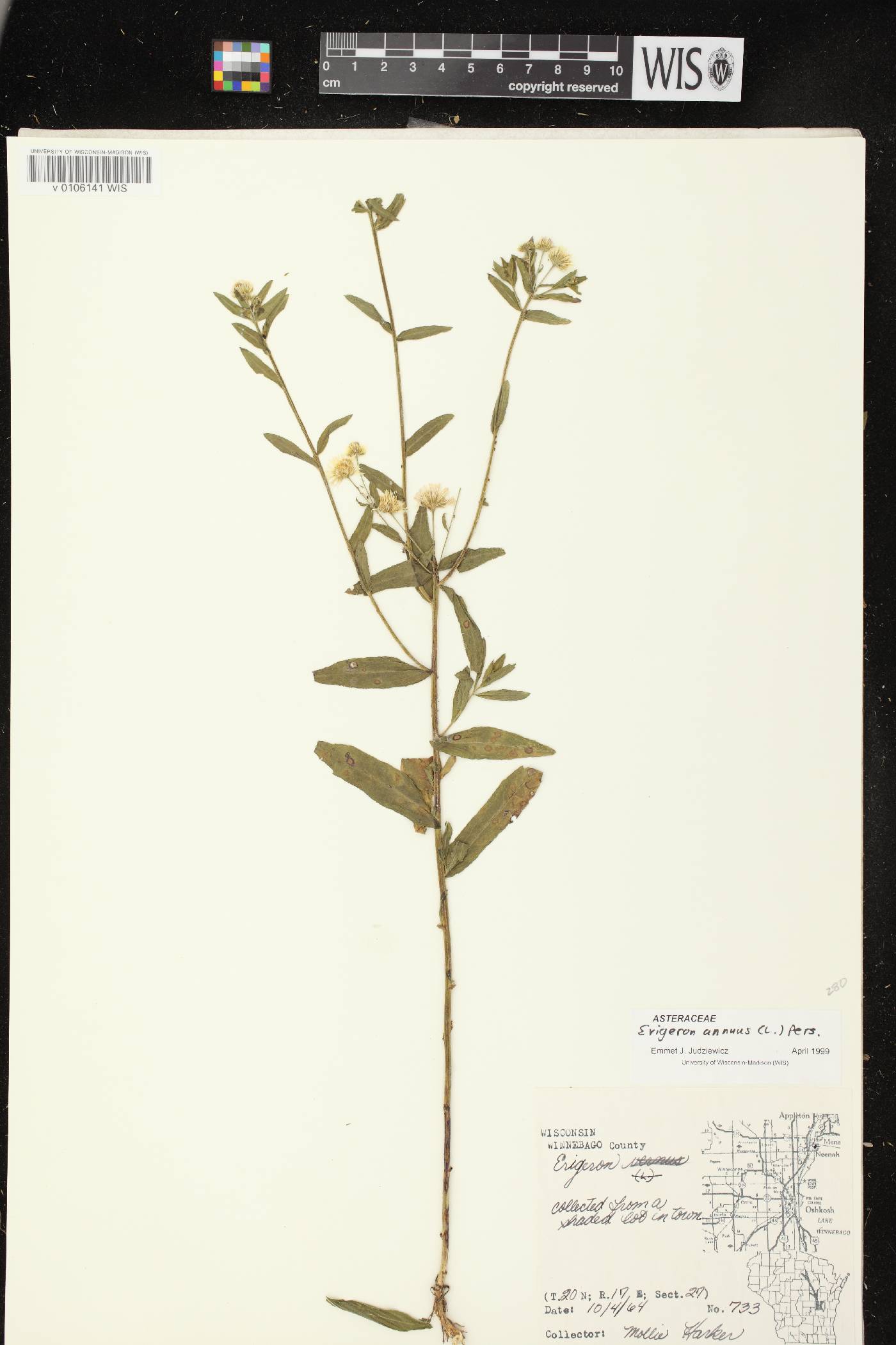 Erigeron annuus image