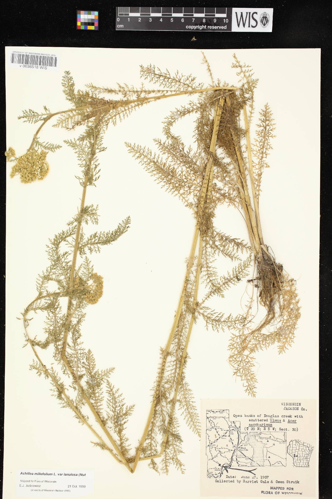 Achillea millefolium image
