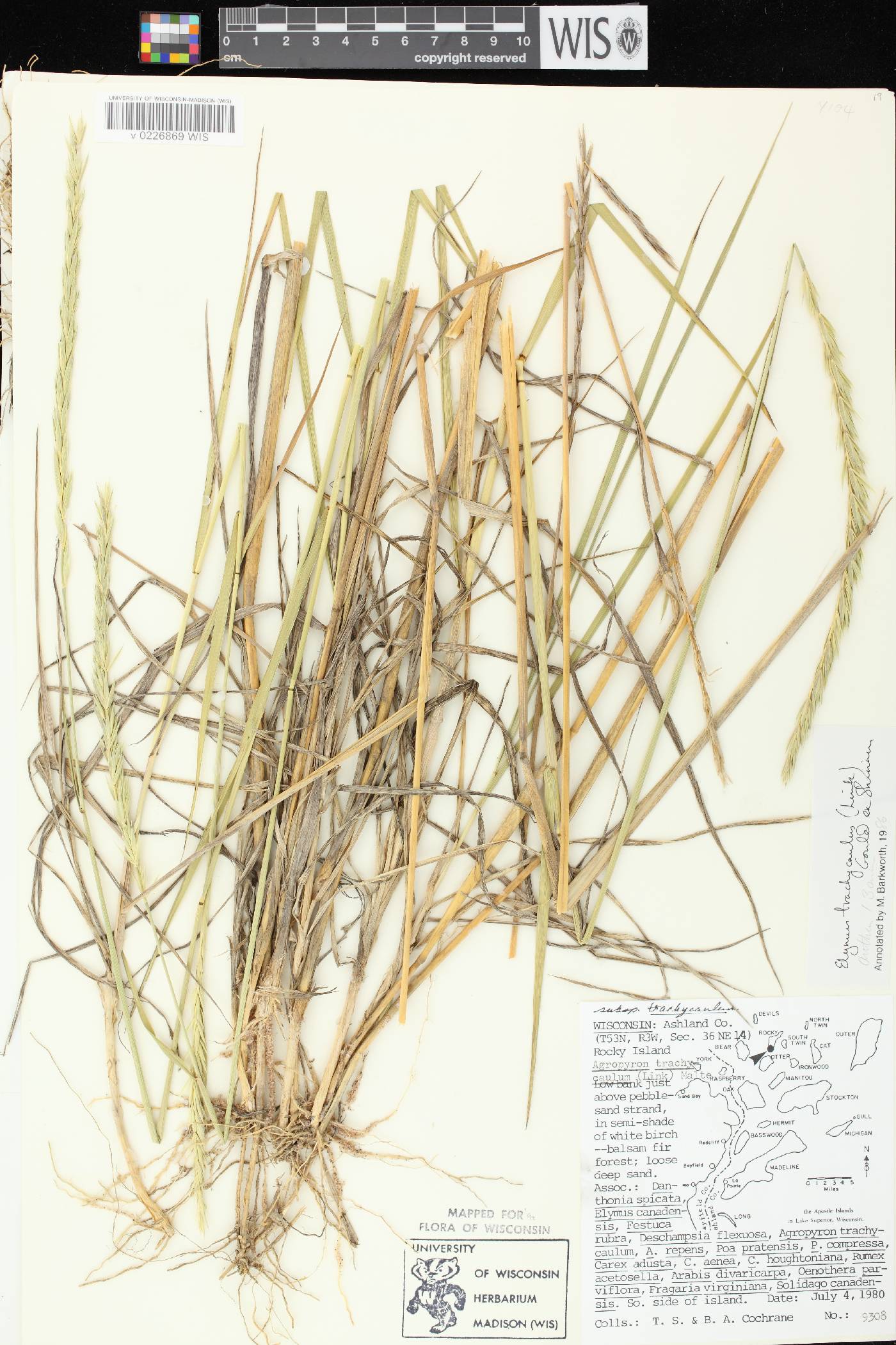 Elymus trachycaulus subsp. trachycaulus image