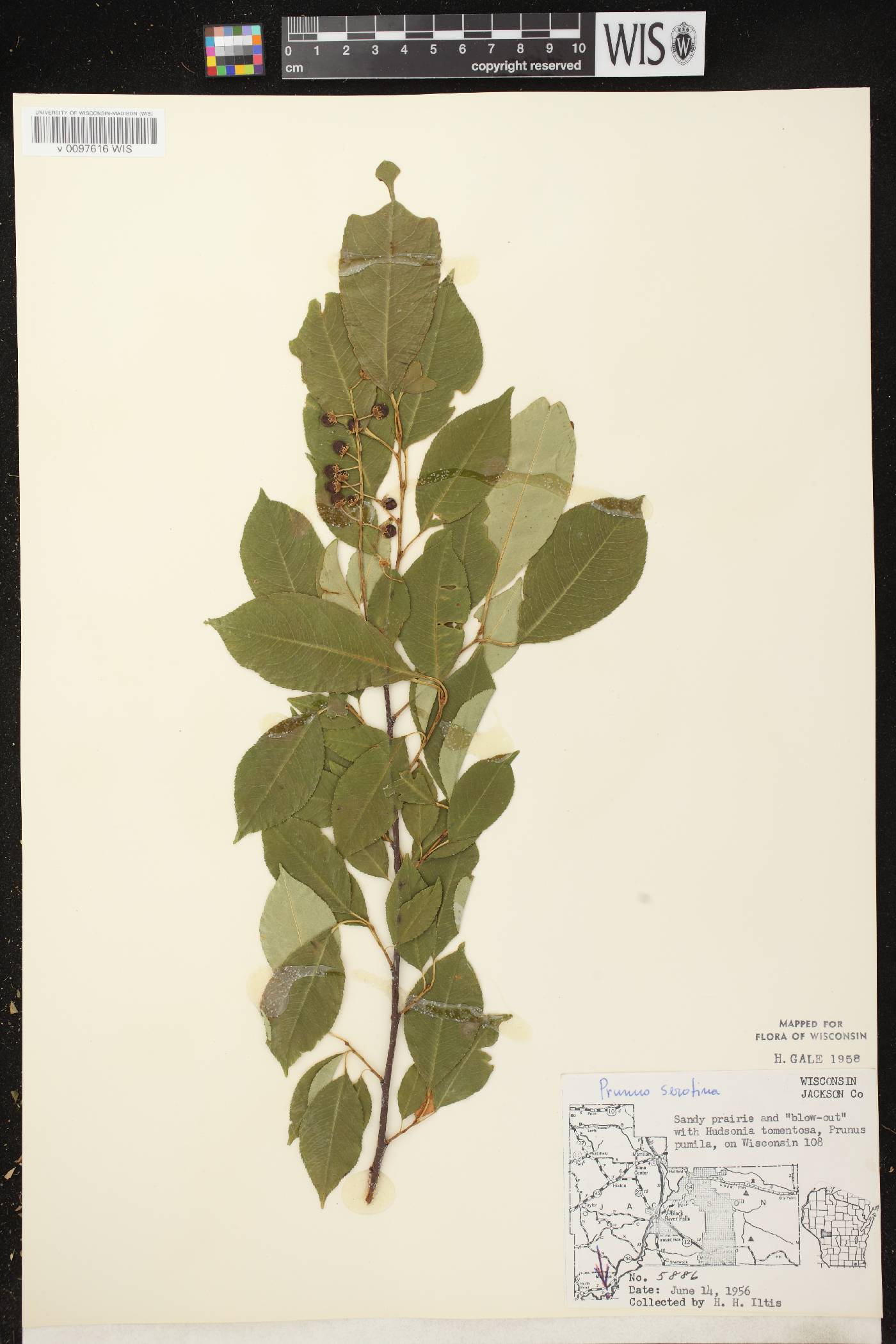 Prunus serotina image