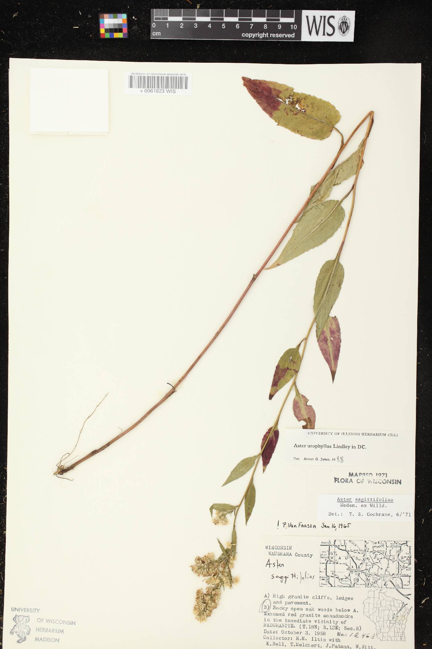 Symphyotrichum urophyllum image