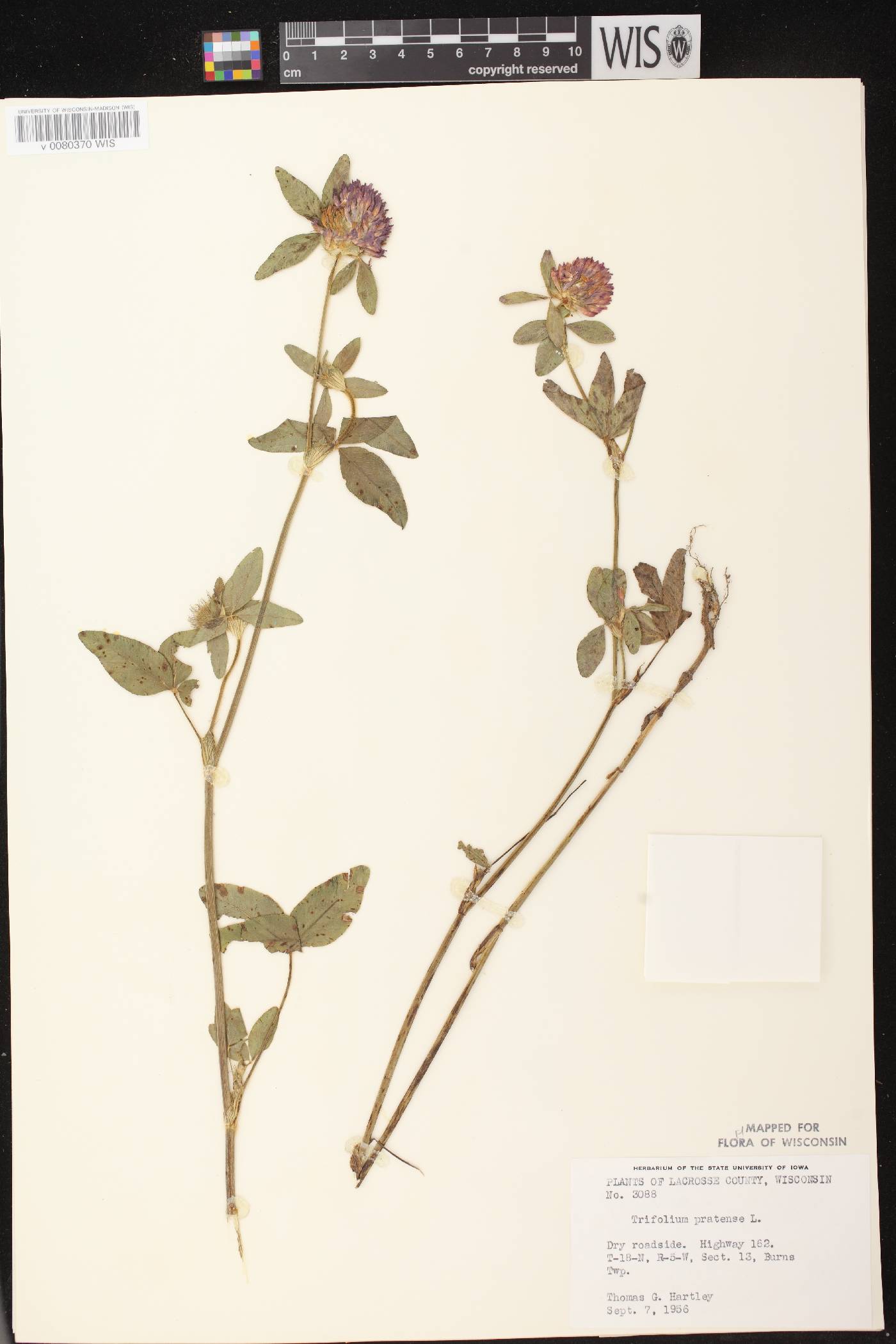 Trifolium pratense image