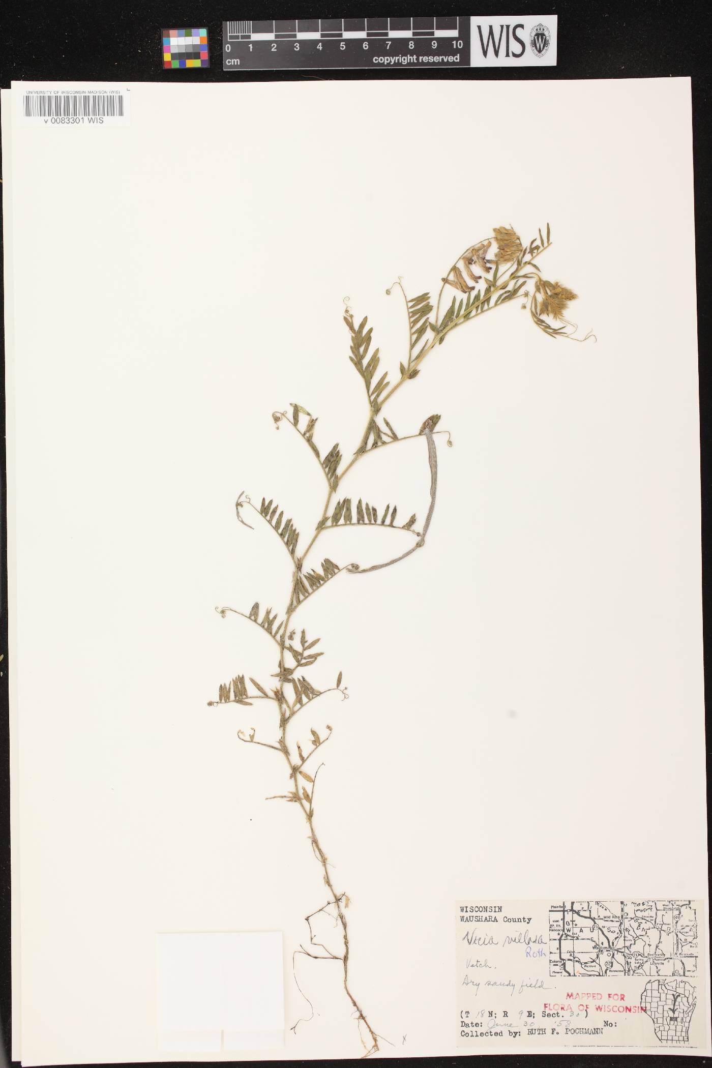 Vicia villosa image