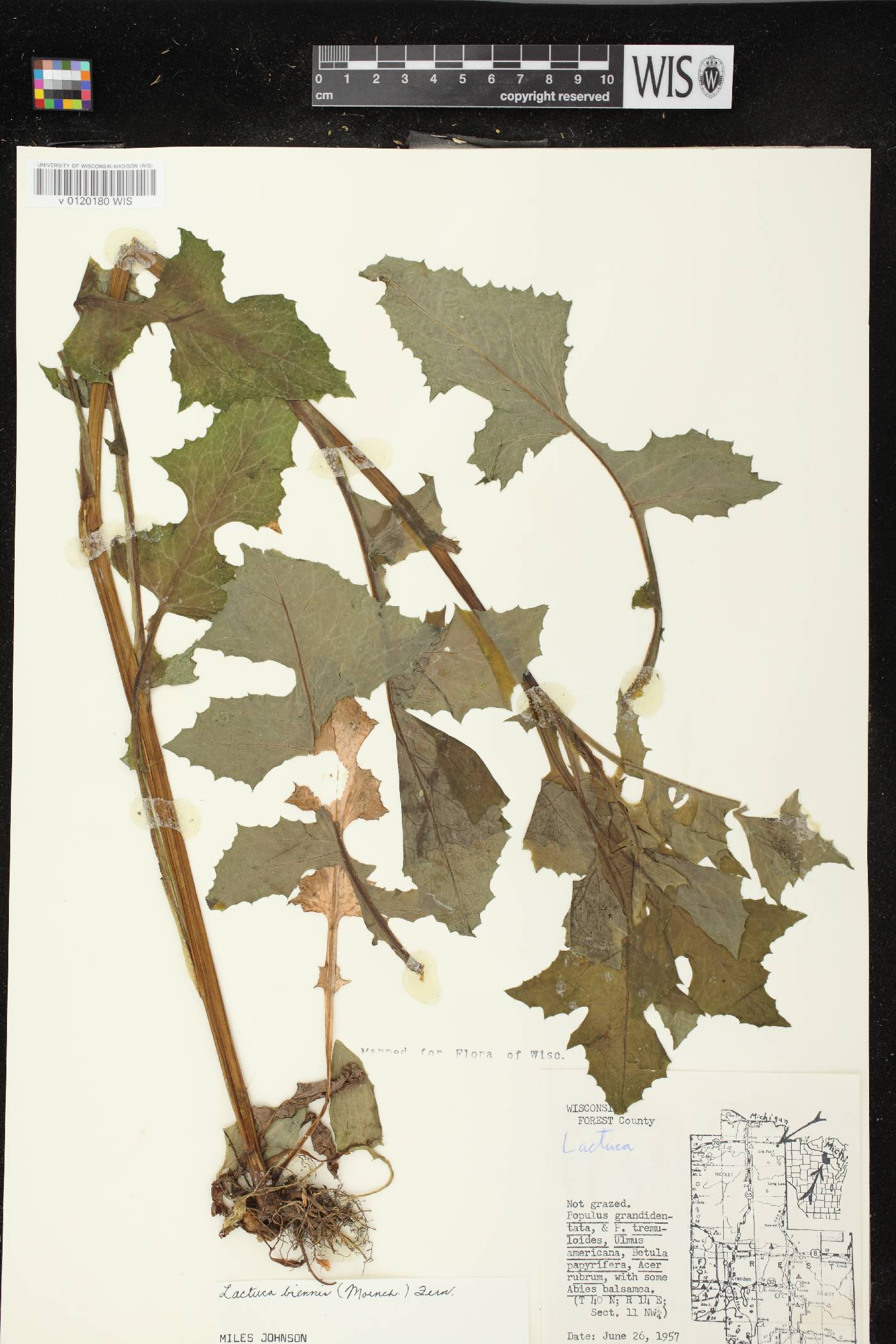 Lactuca biennis image