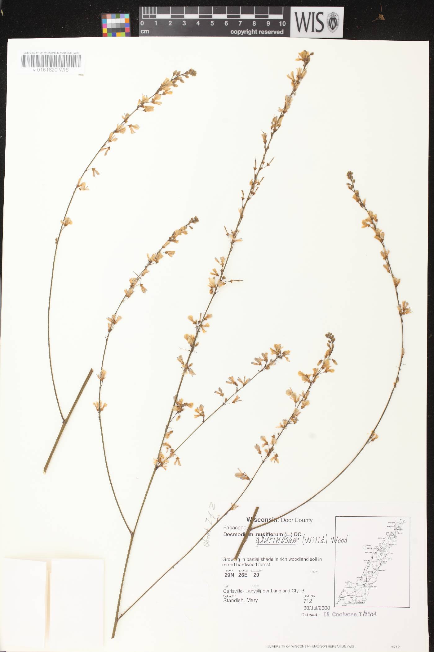 Hylodesmum glutinosum image