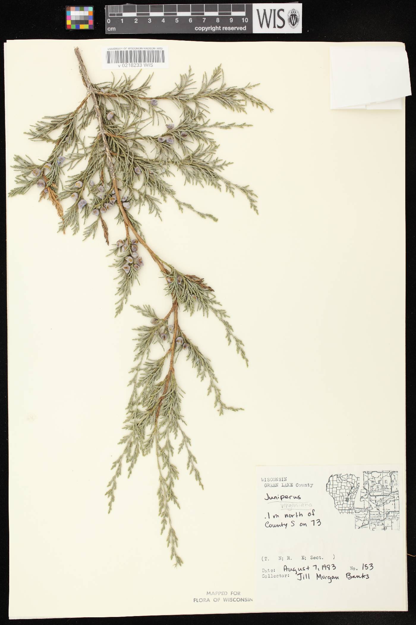 Juniperus virginiana var. virginiana image