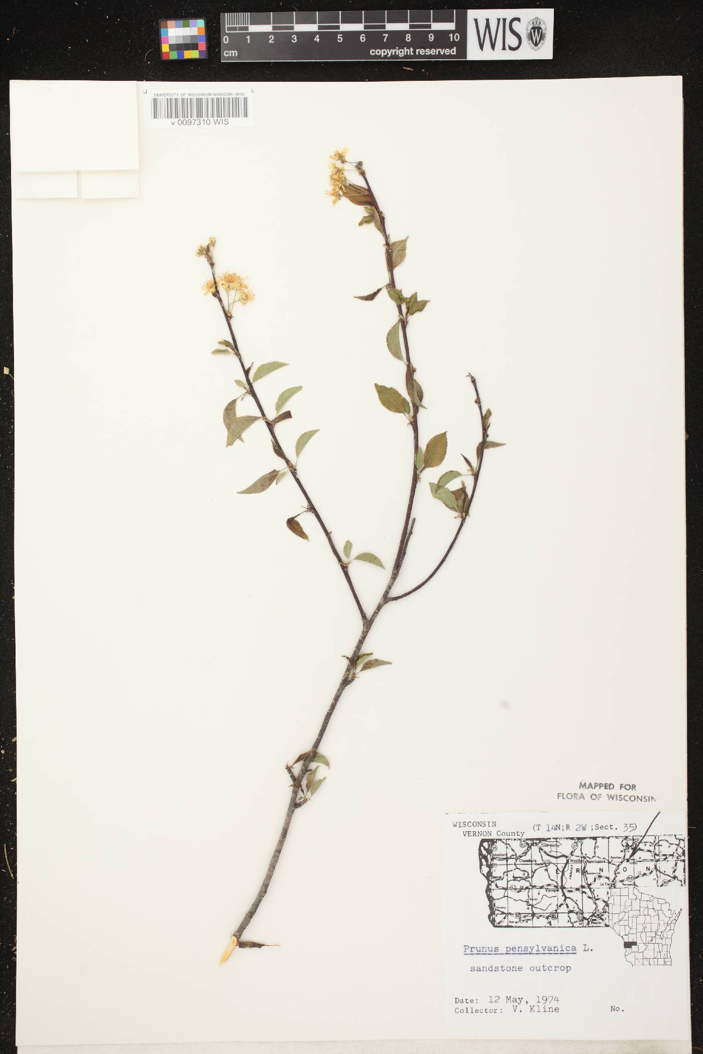Prunus pensylvanica image