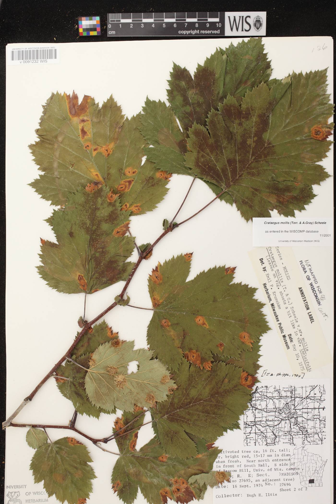 Crataegus mollis image