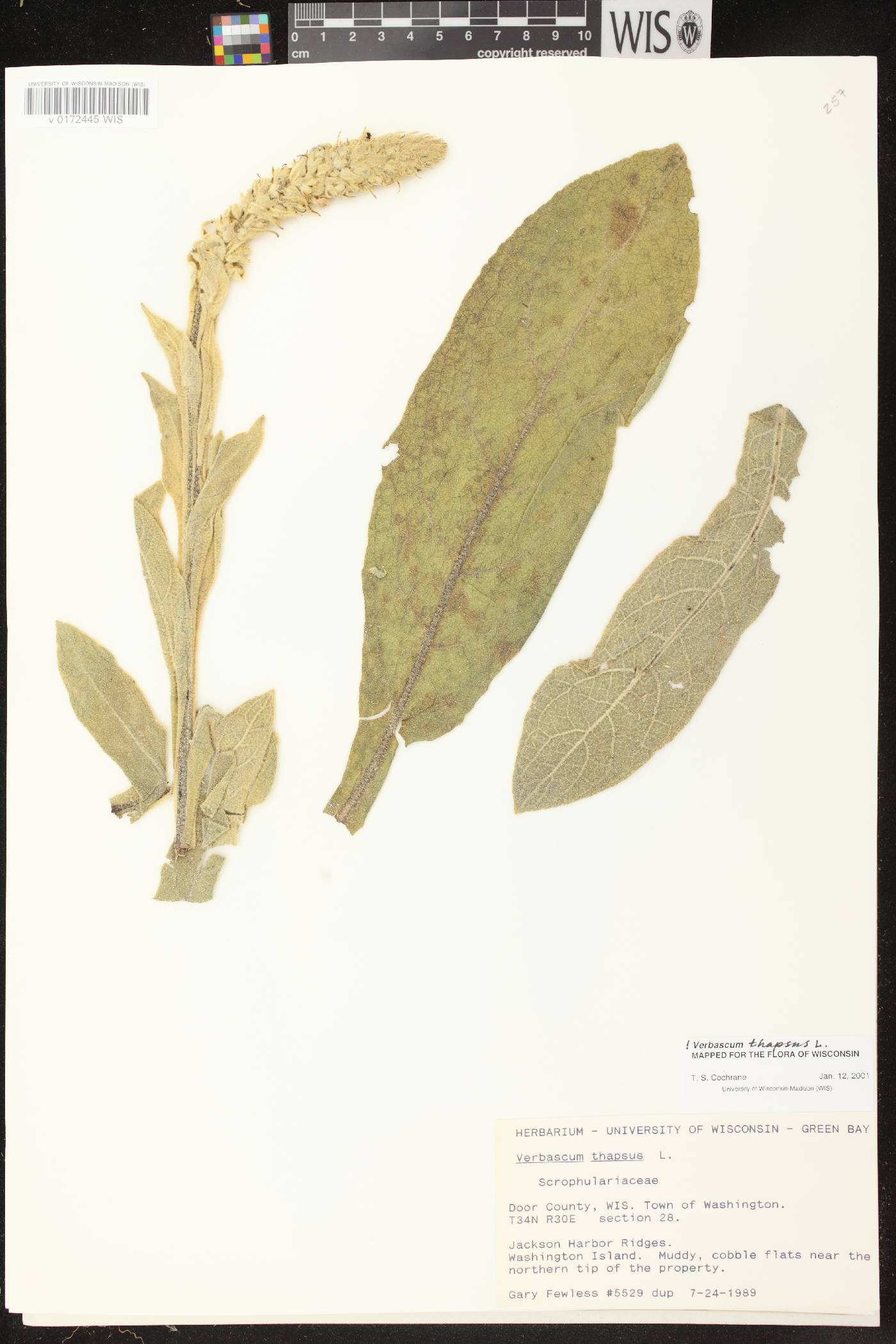 Verbascum thapsus image