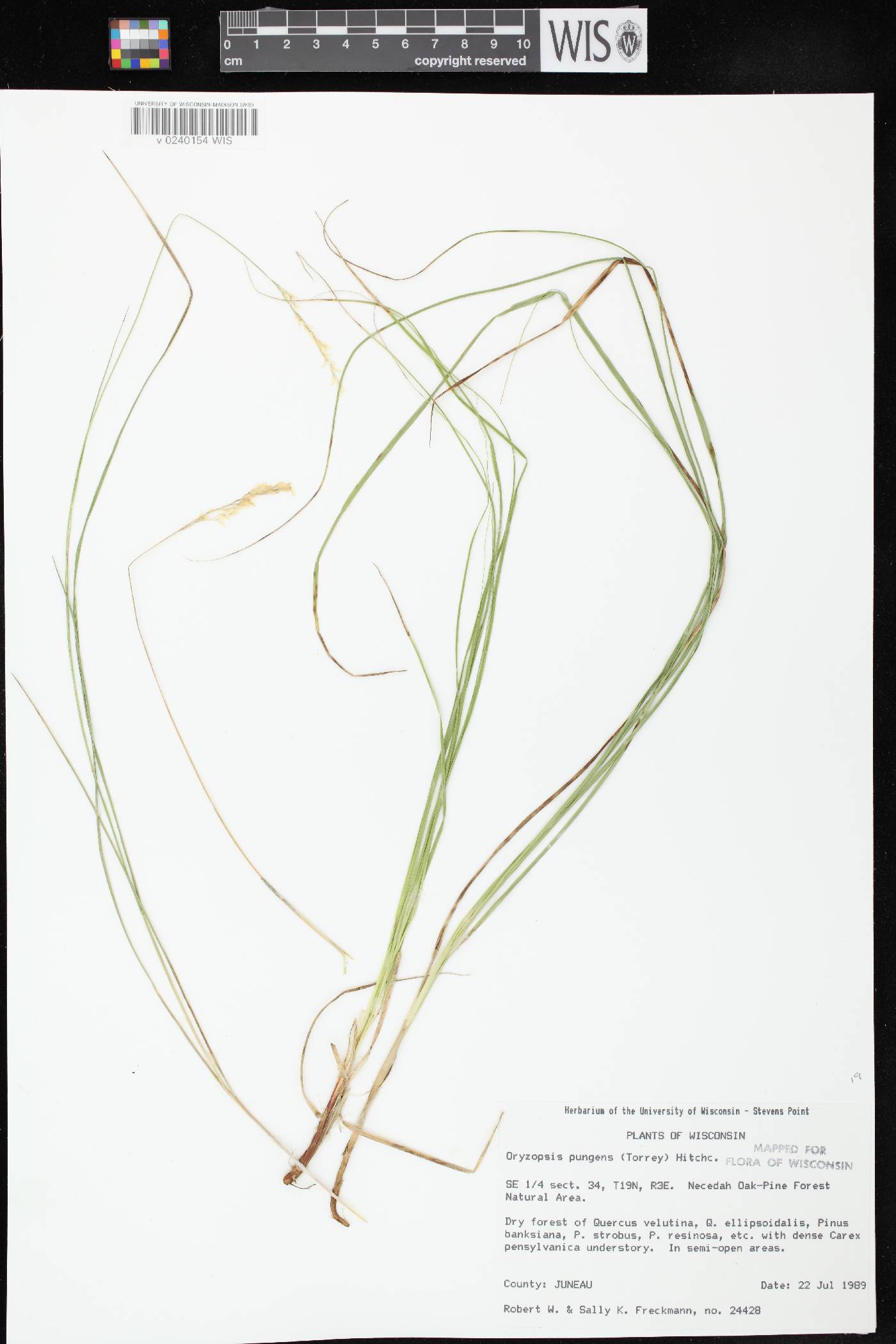 Piptatheropsis pungens image