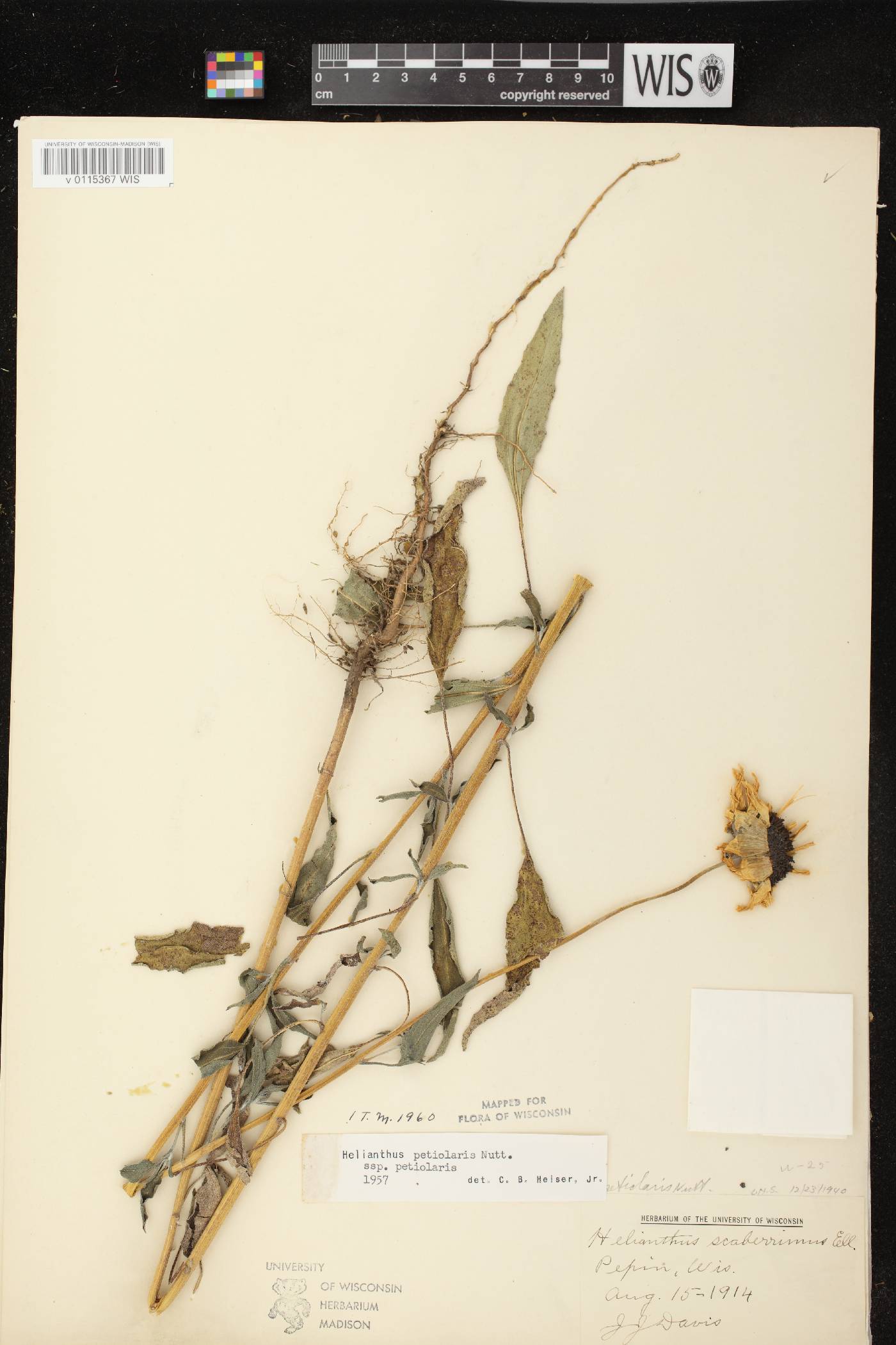Helianthus petiolaris subsp. petiolaris image