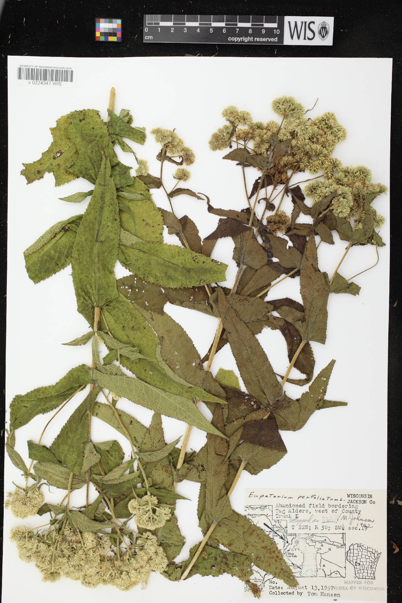 Eupatorium perfoliatum image