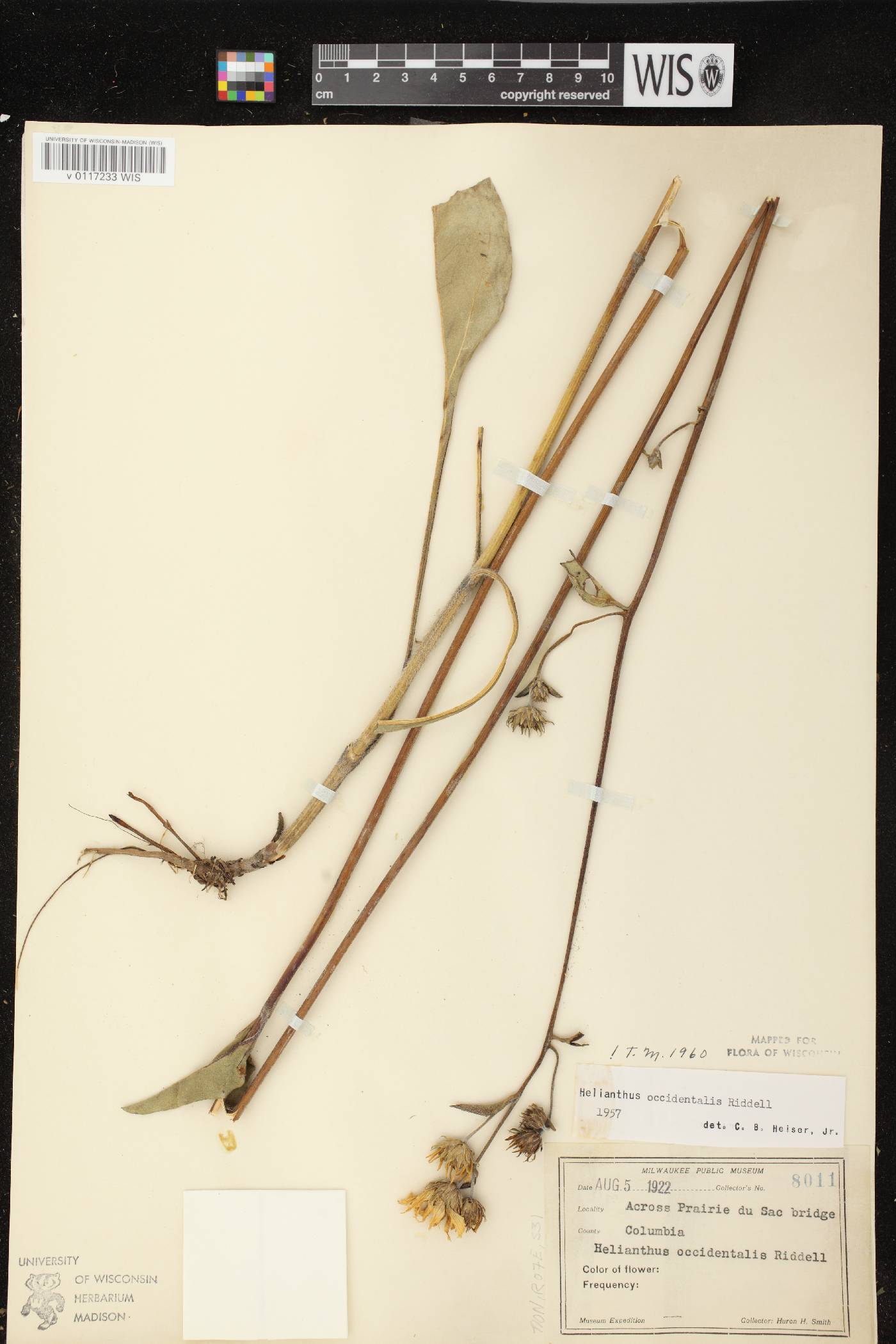 Helianthus occidentalis subsp. occidentalis image
