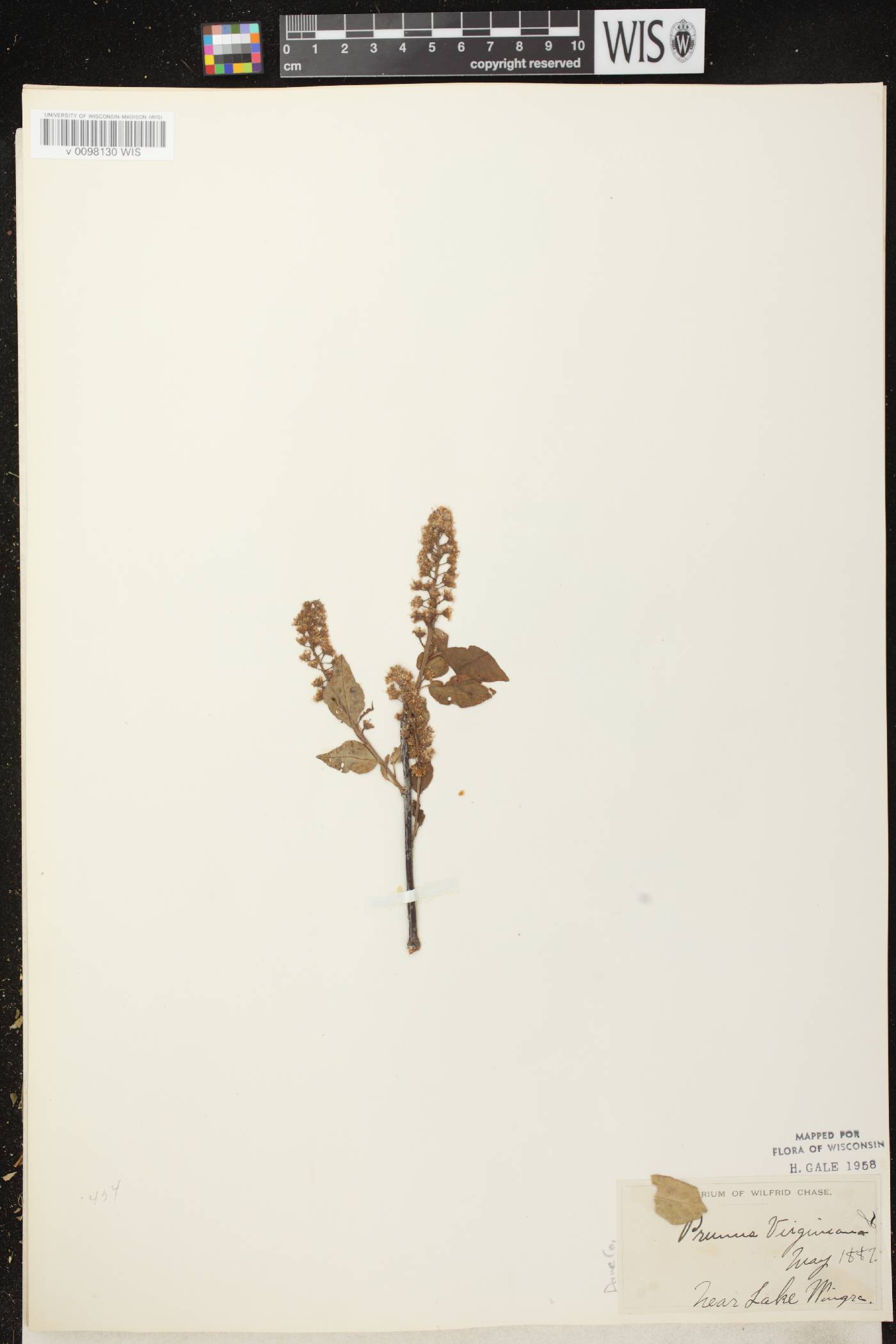 Prunus virginiana image