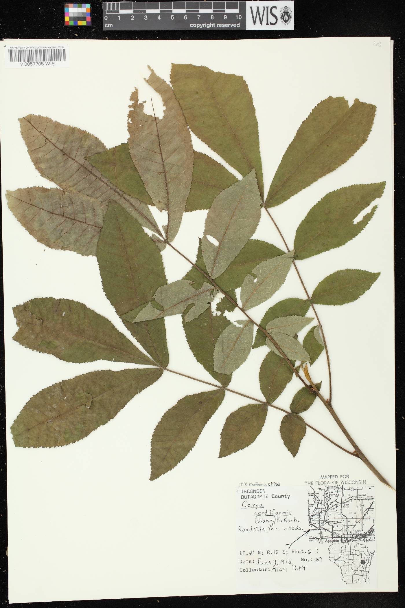 Carya cordiformis image