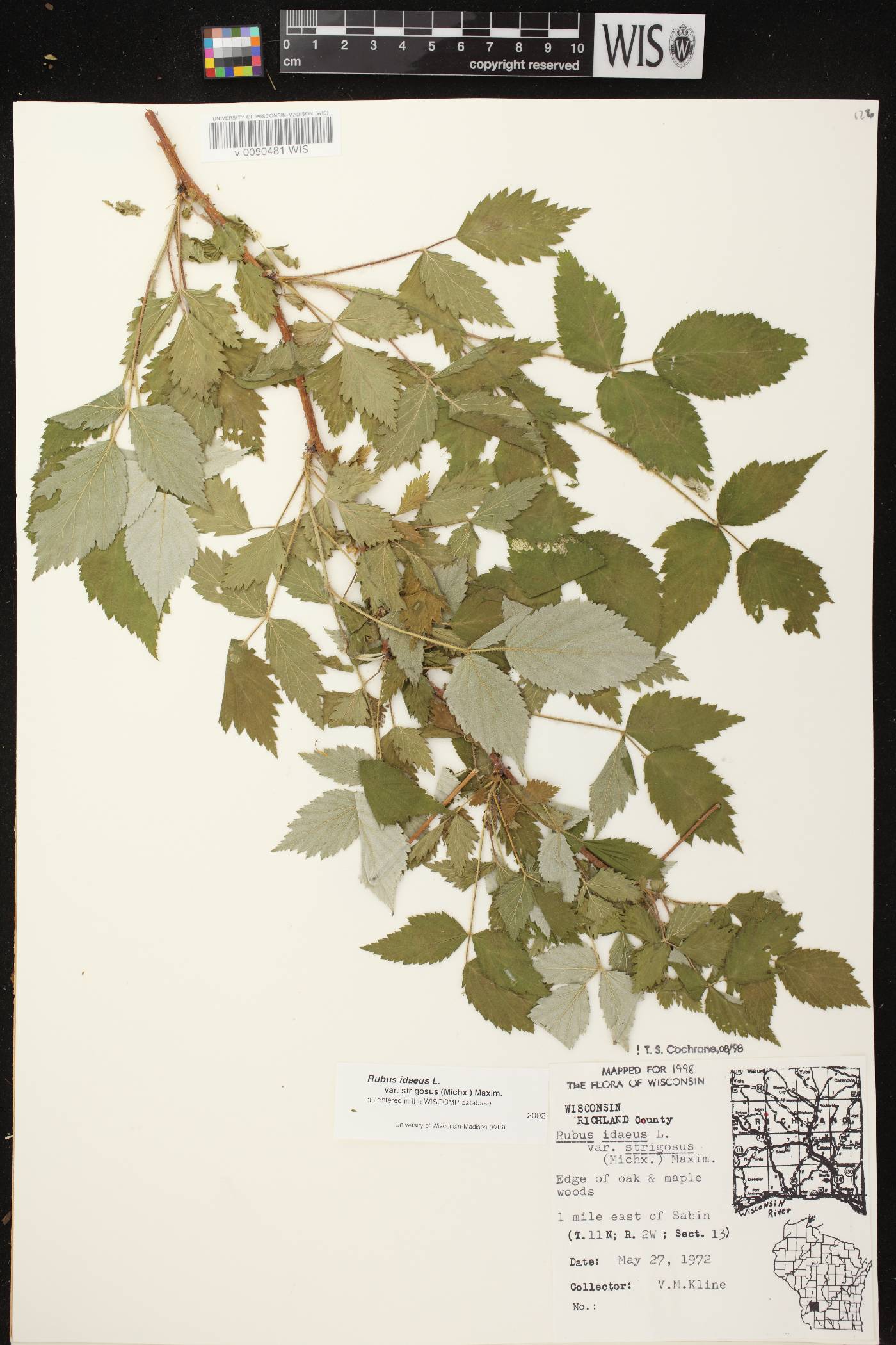 Rubus idaeus subsp. strigosus image