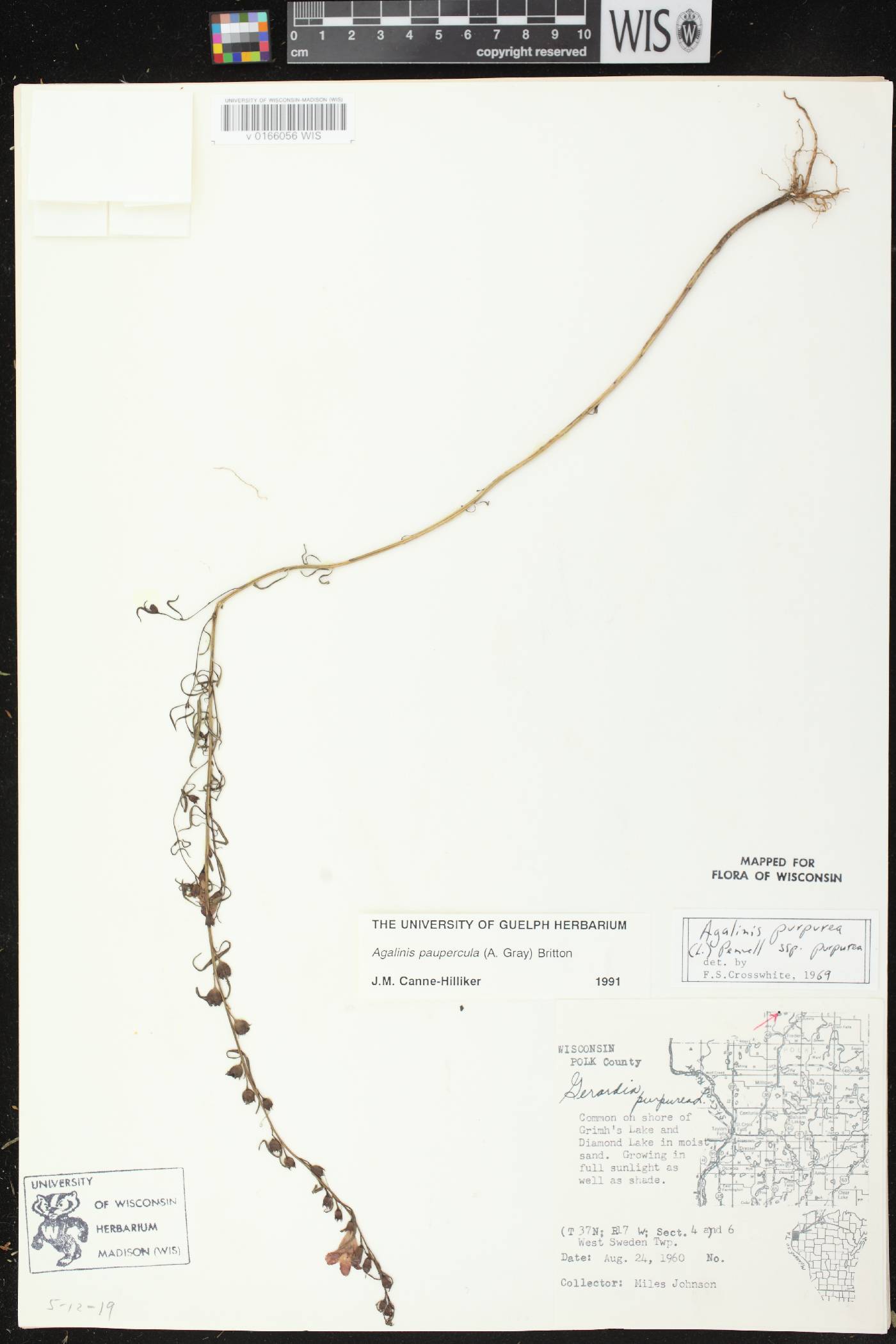 Agalinis paupercula image