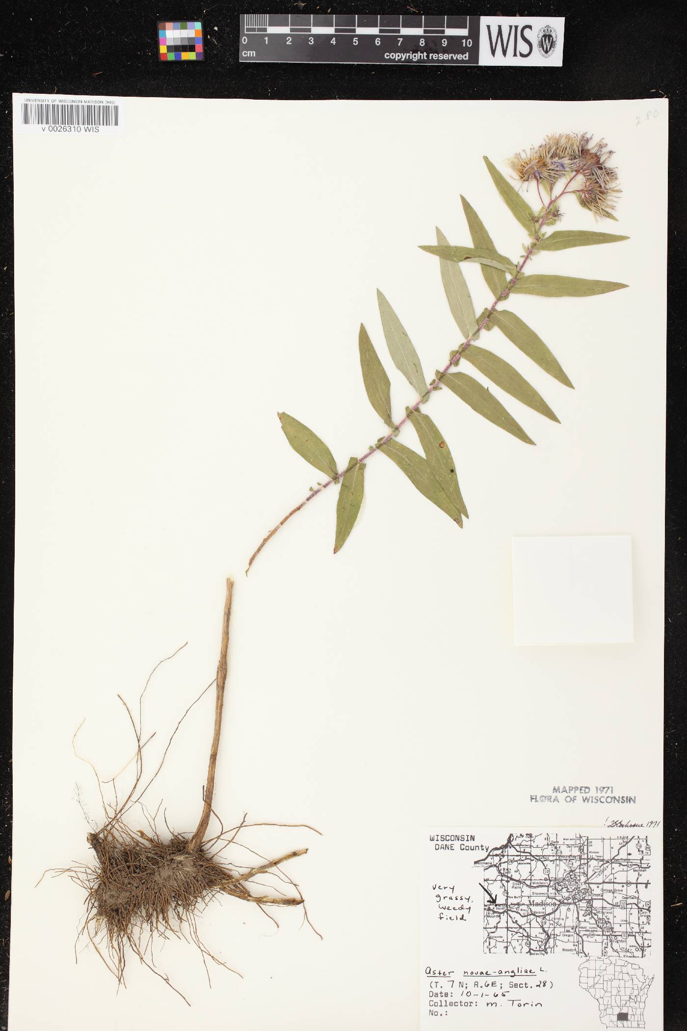 Symphyotrichum novae-angliae image