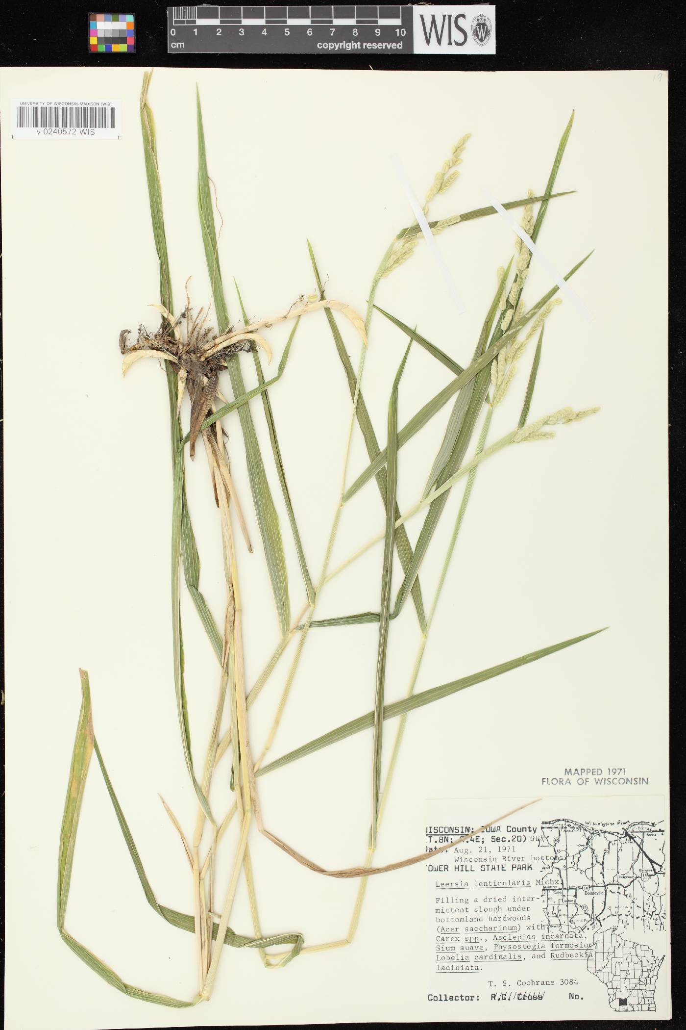 Leersia lenticularis image