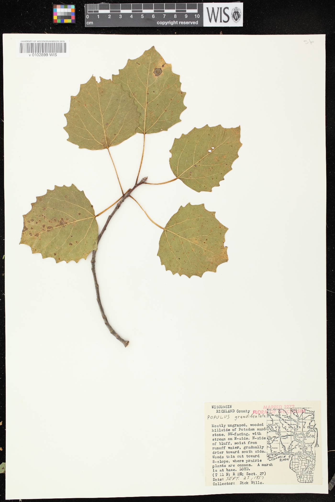 Populus grandidentata image