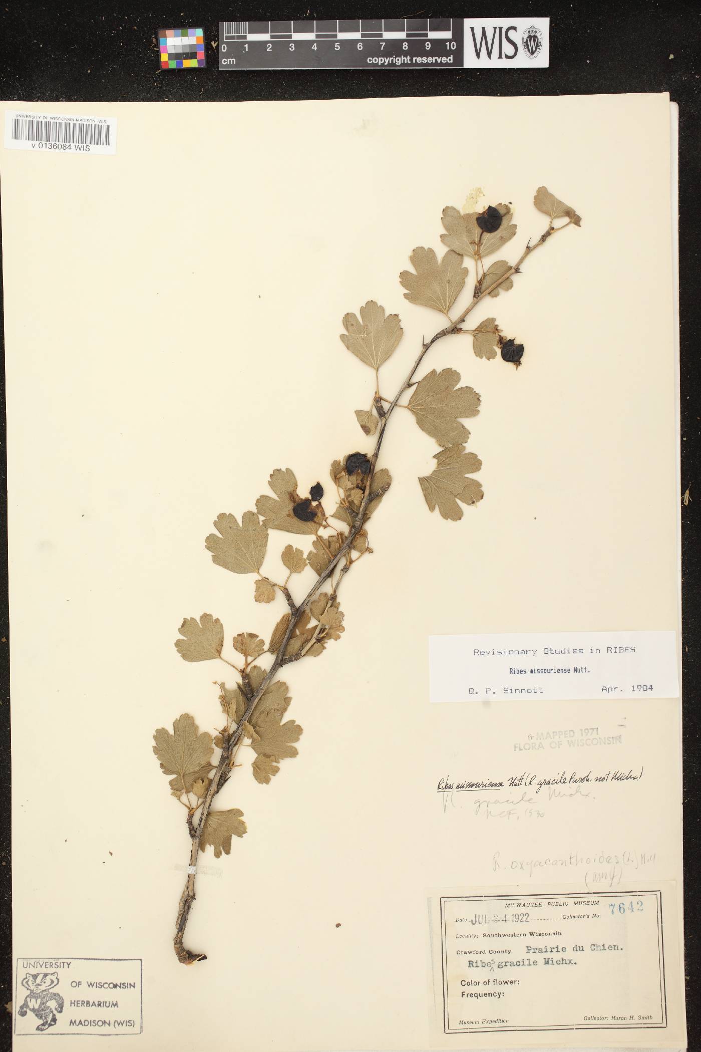 Ribes missouriense image