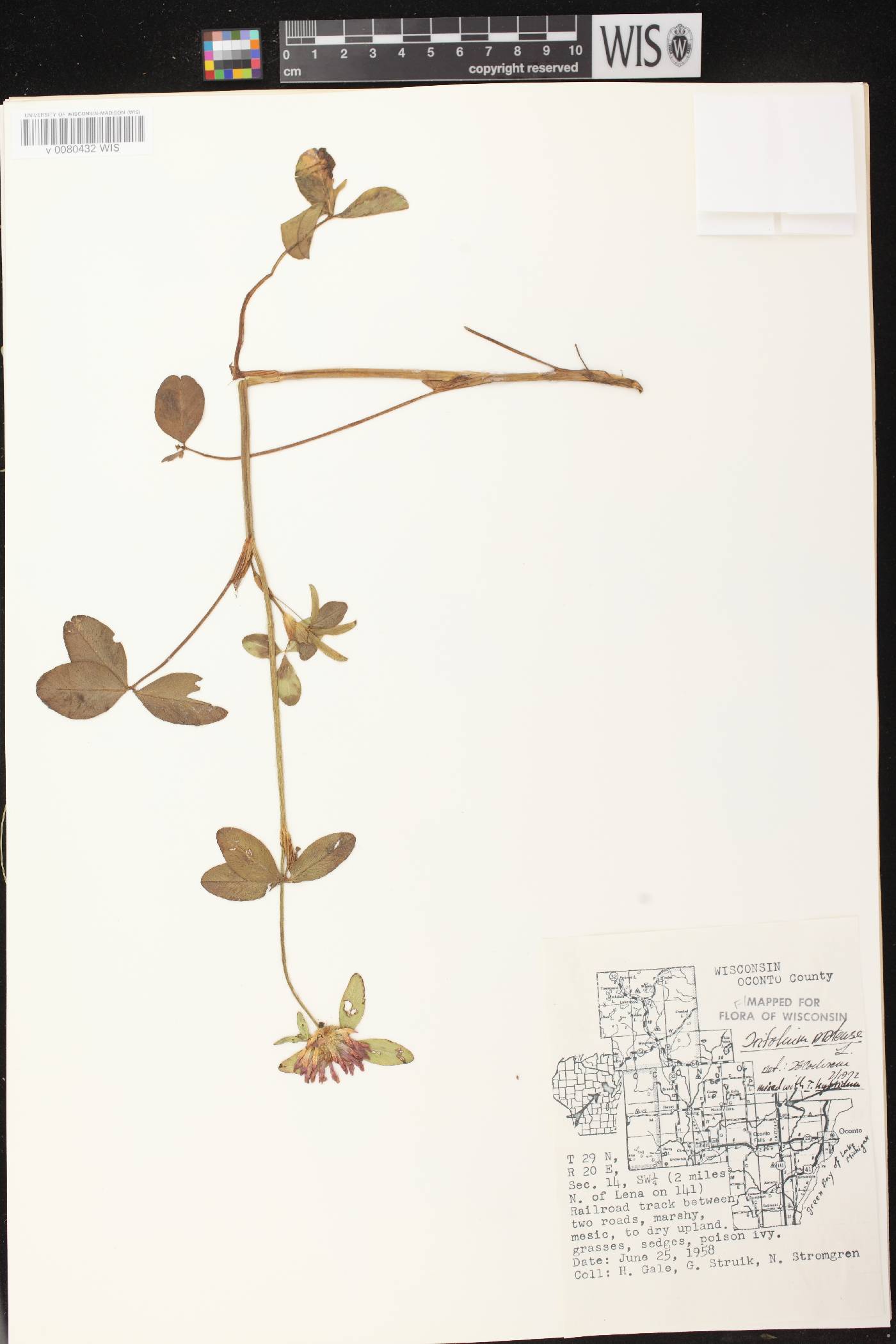 Trifolium pratense image
