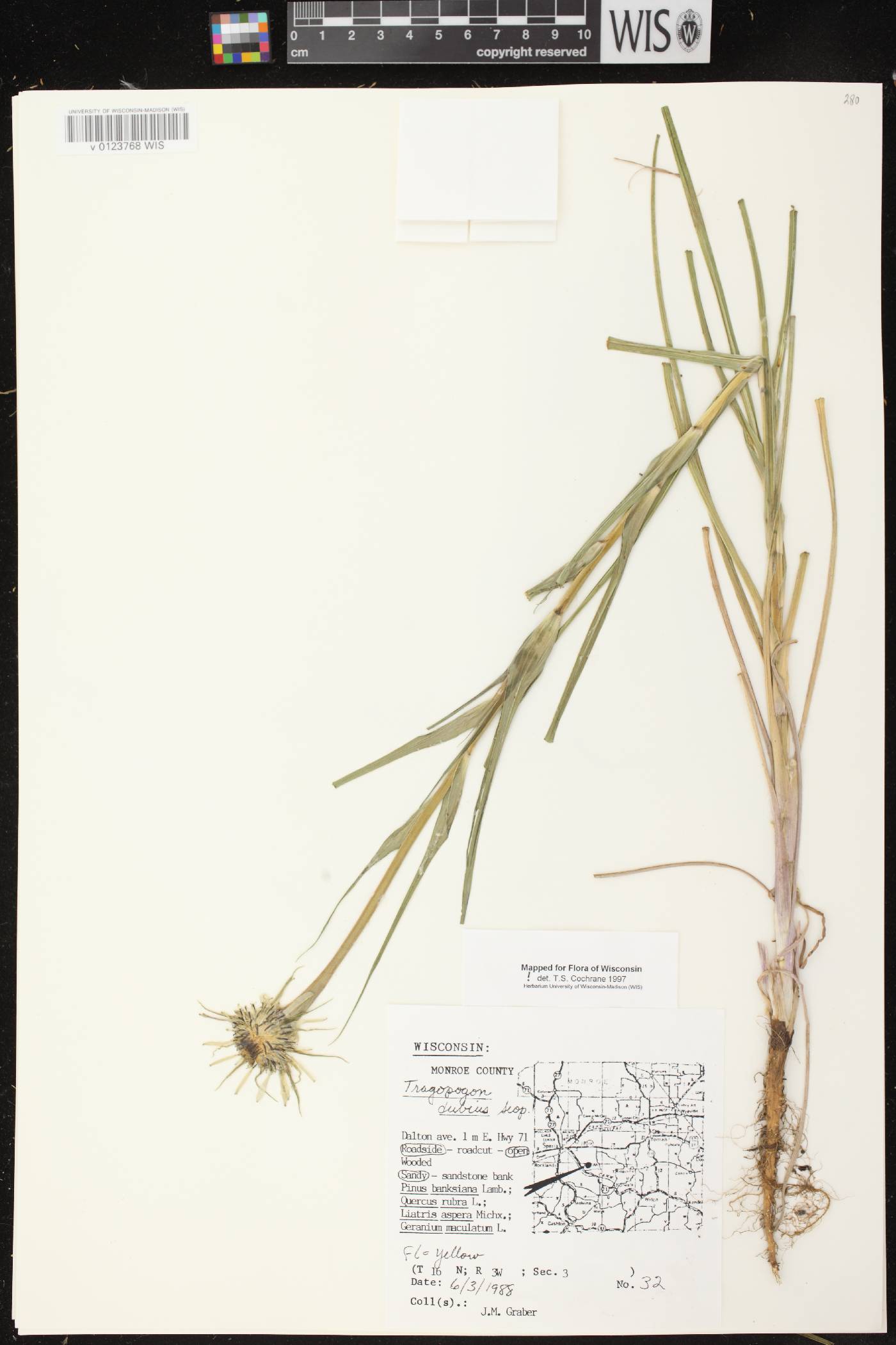 Tragopogon dubius image