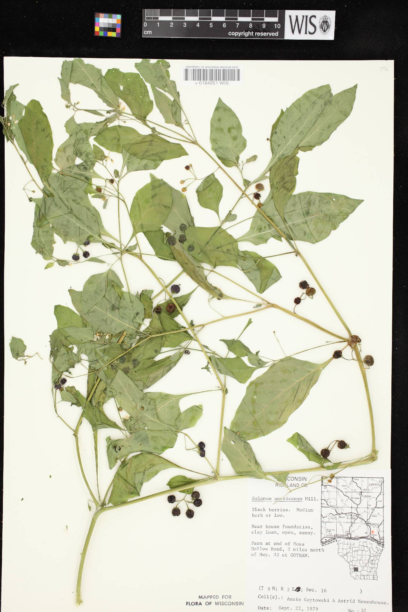 Solanum ptychanthum image