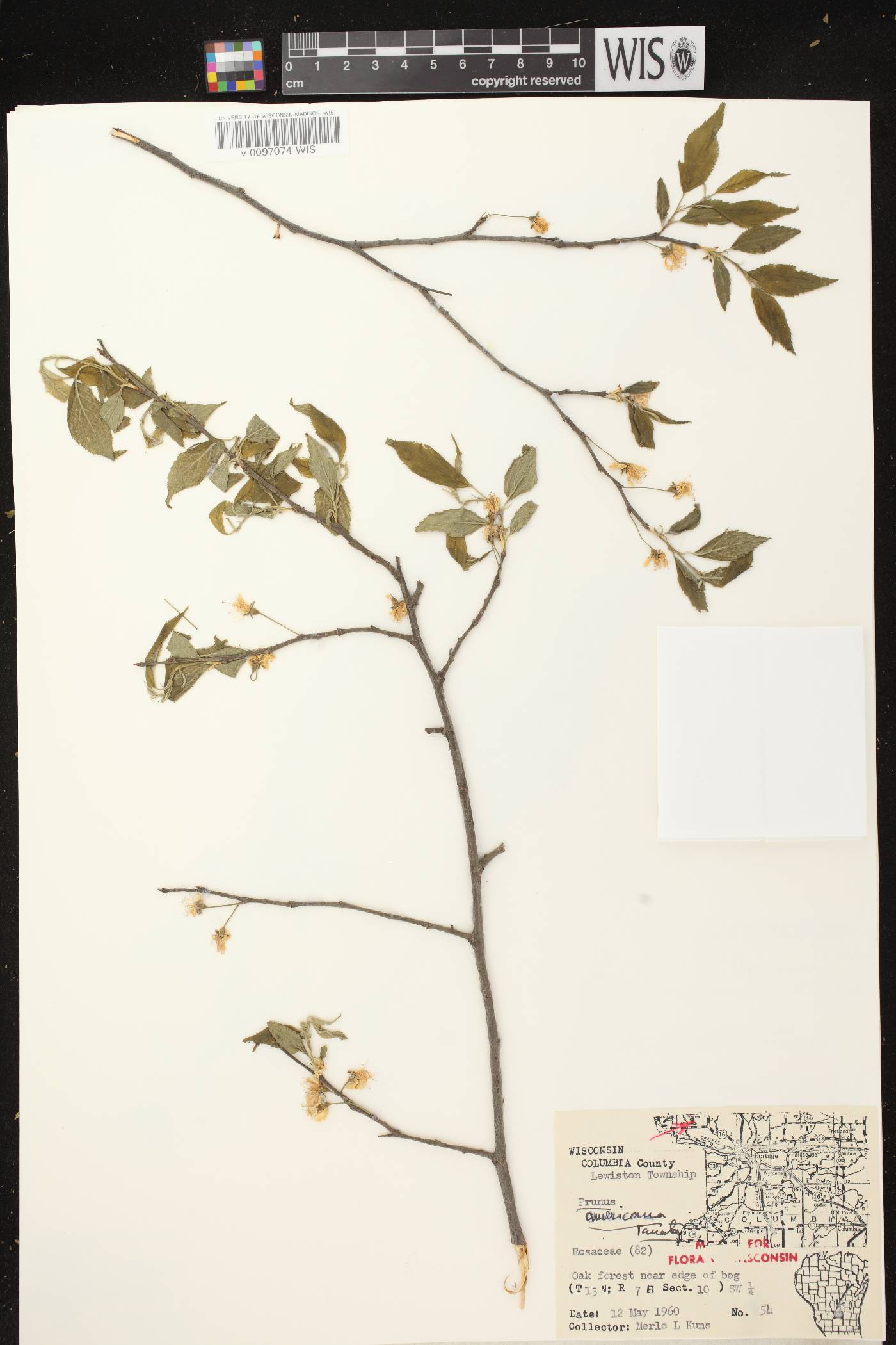 Prunus americana image