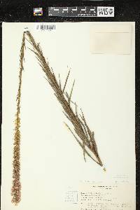 Image of Liatris spicata var. spicata