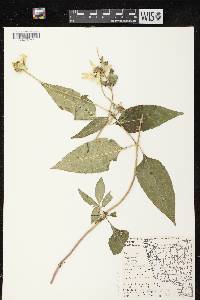 Image of Heliopsis helianthoides var. helianthoides
