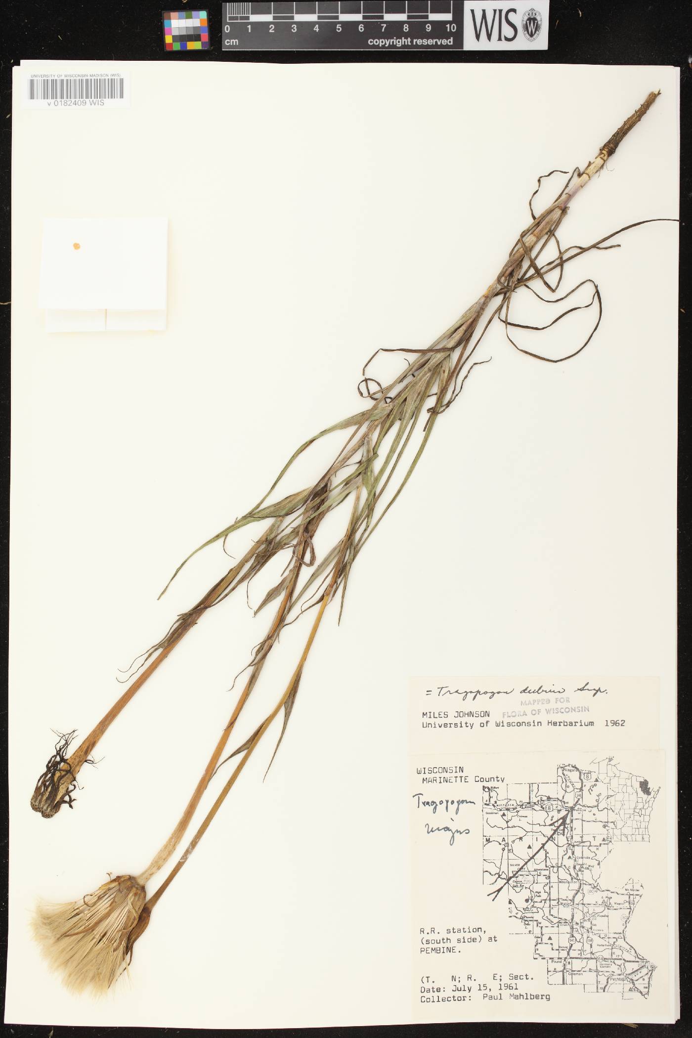 Tragopogon dubius image