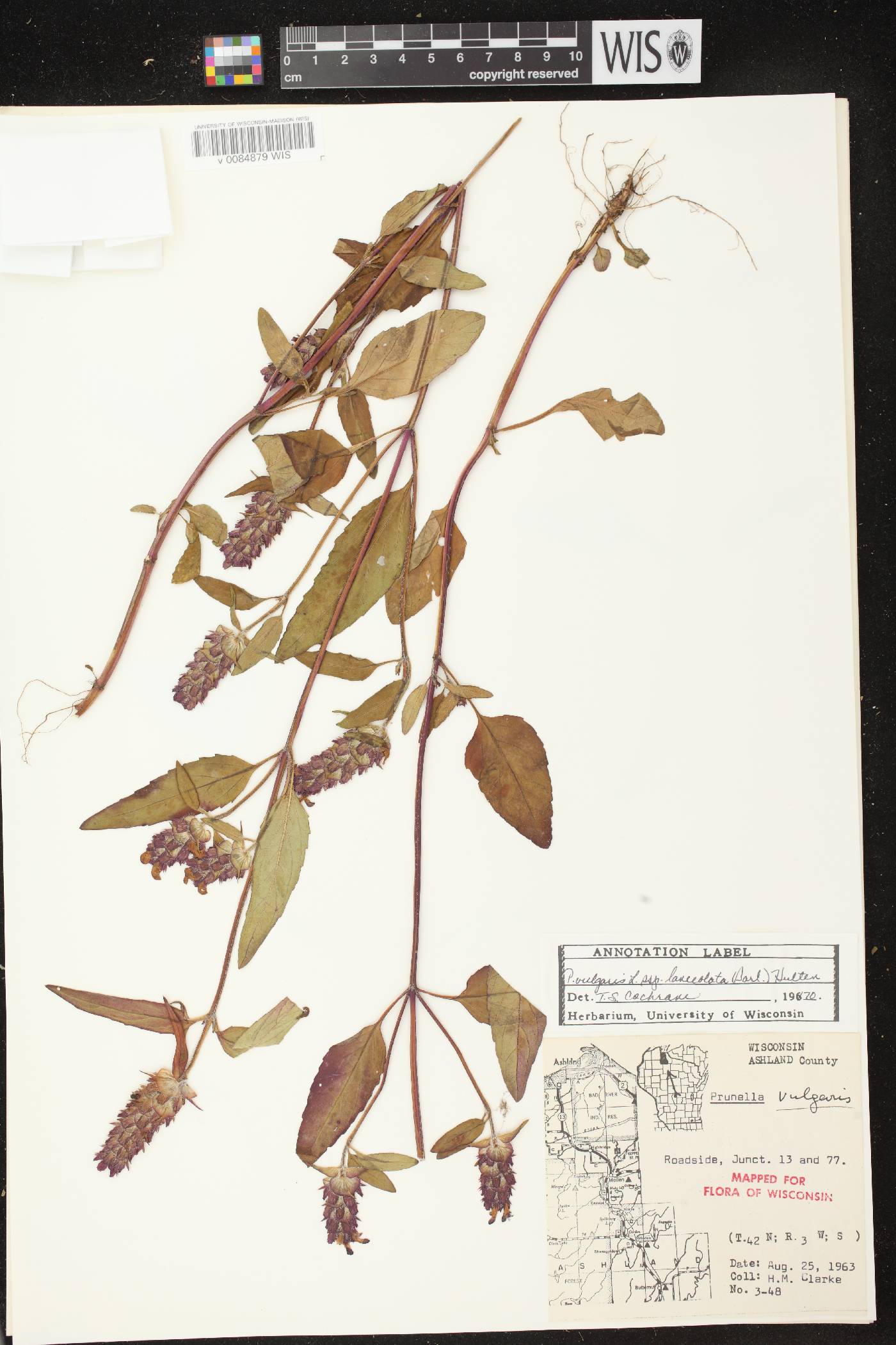 Prunella vulgaris image