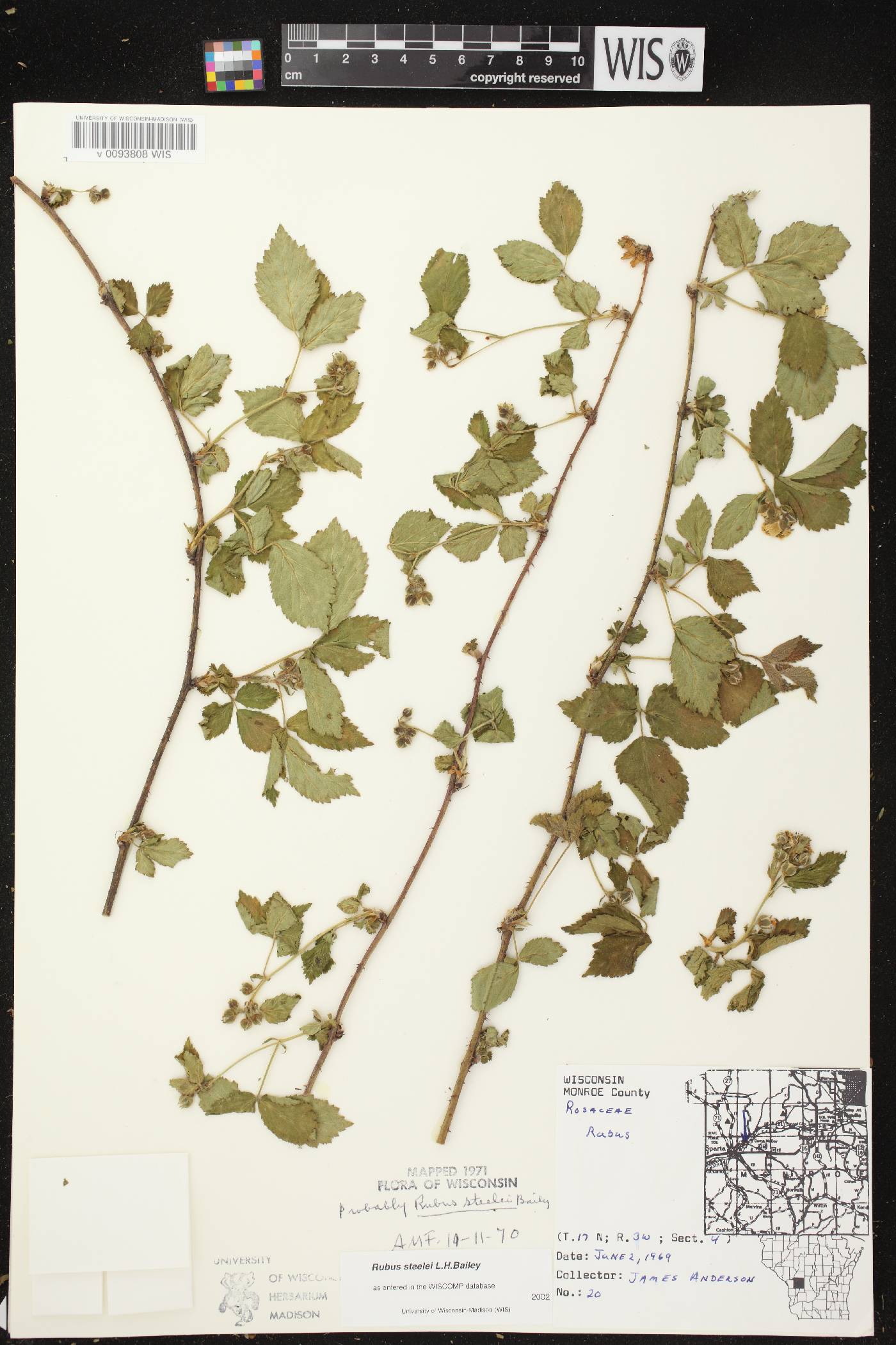 Rubus flagellaris image