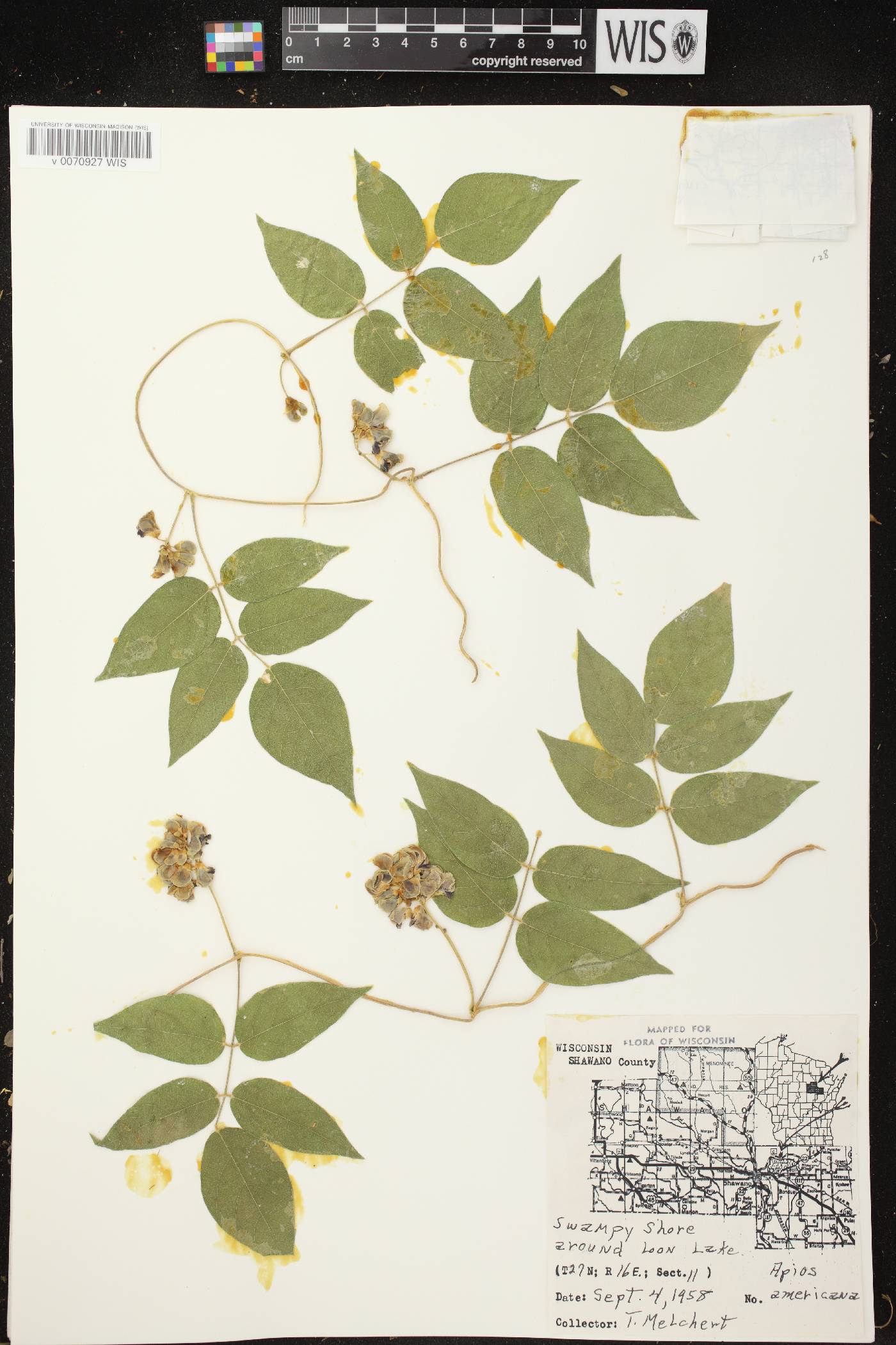Apios americana image