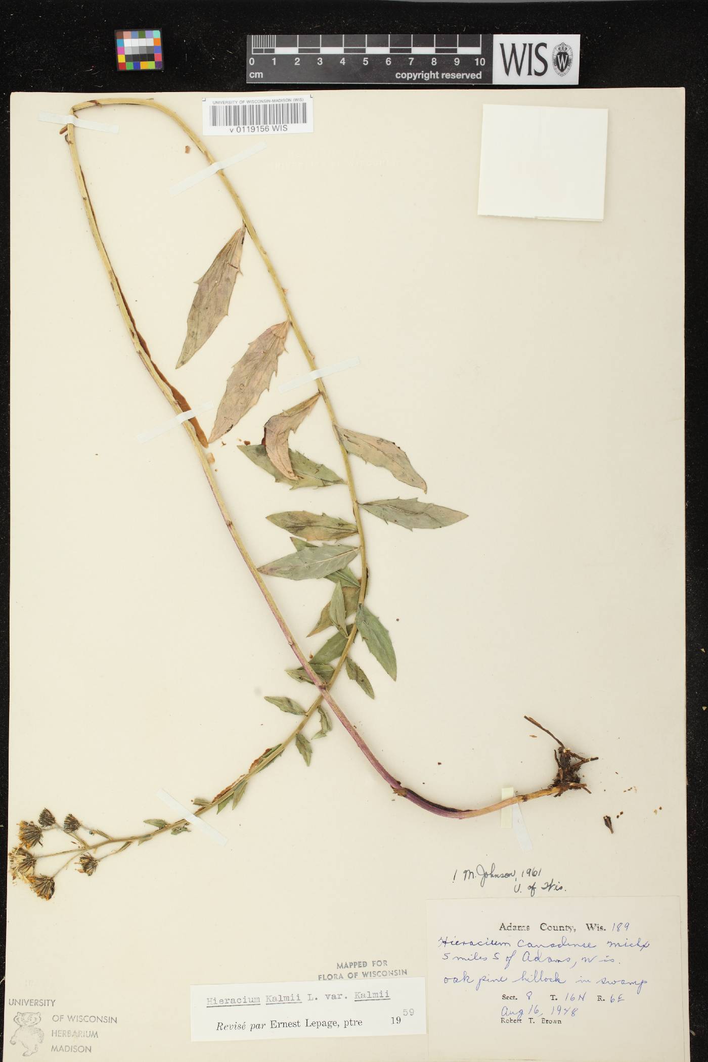Hieracium umbellatum image