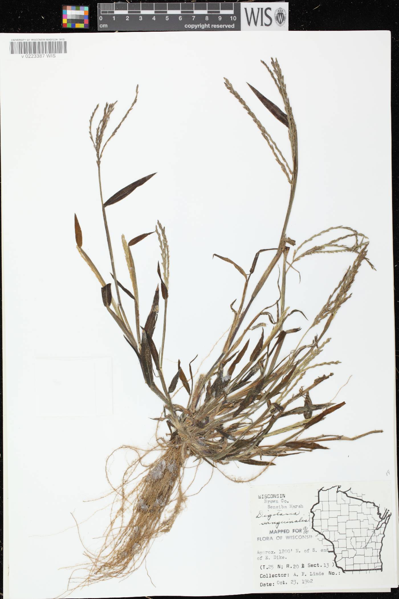 Digitaria sanguinalis image