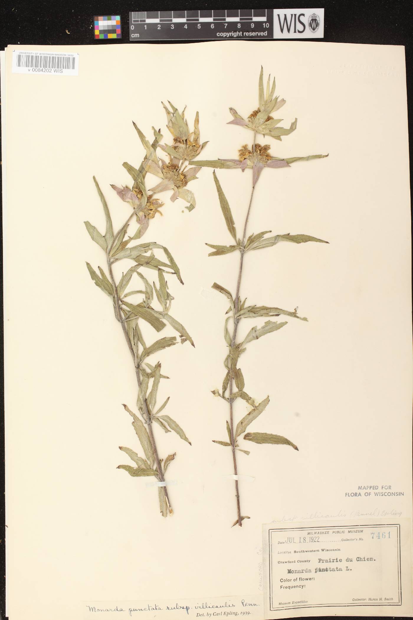 Monarda punctata var. villicaulis image